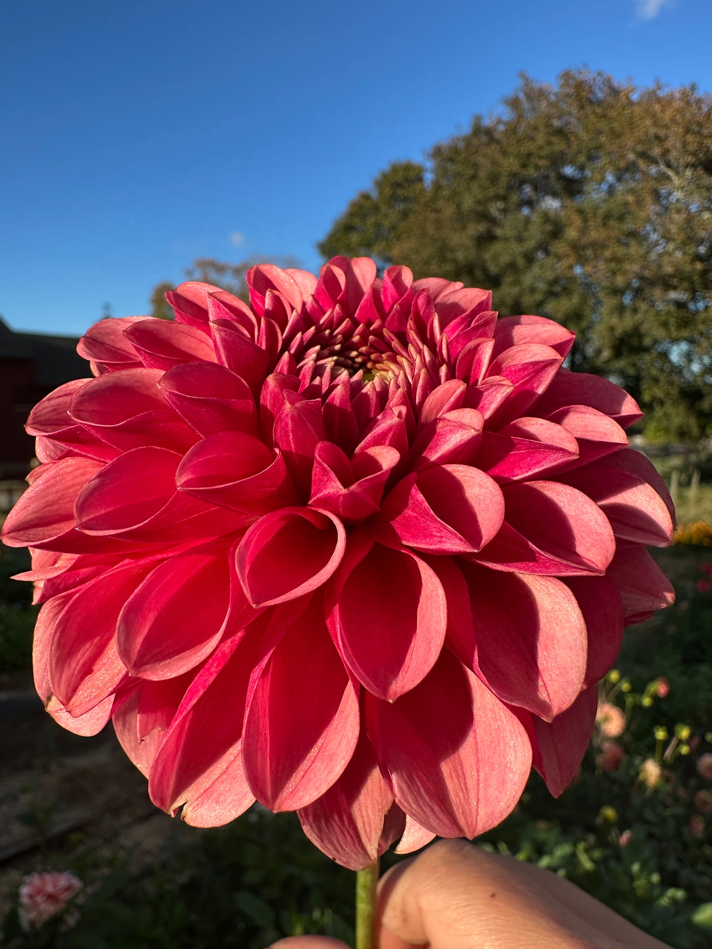Levi's Blood Moon Dahlia Tuber