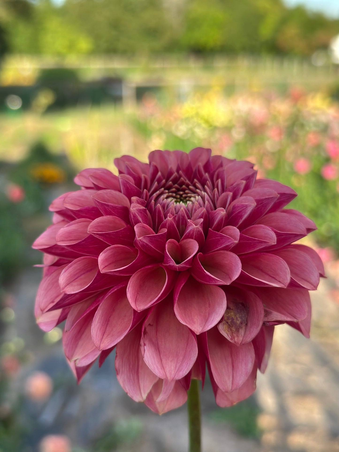 Levi's Blood Moon Dahlia Tuber