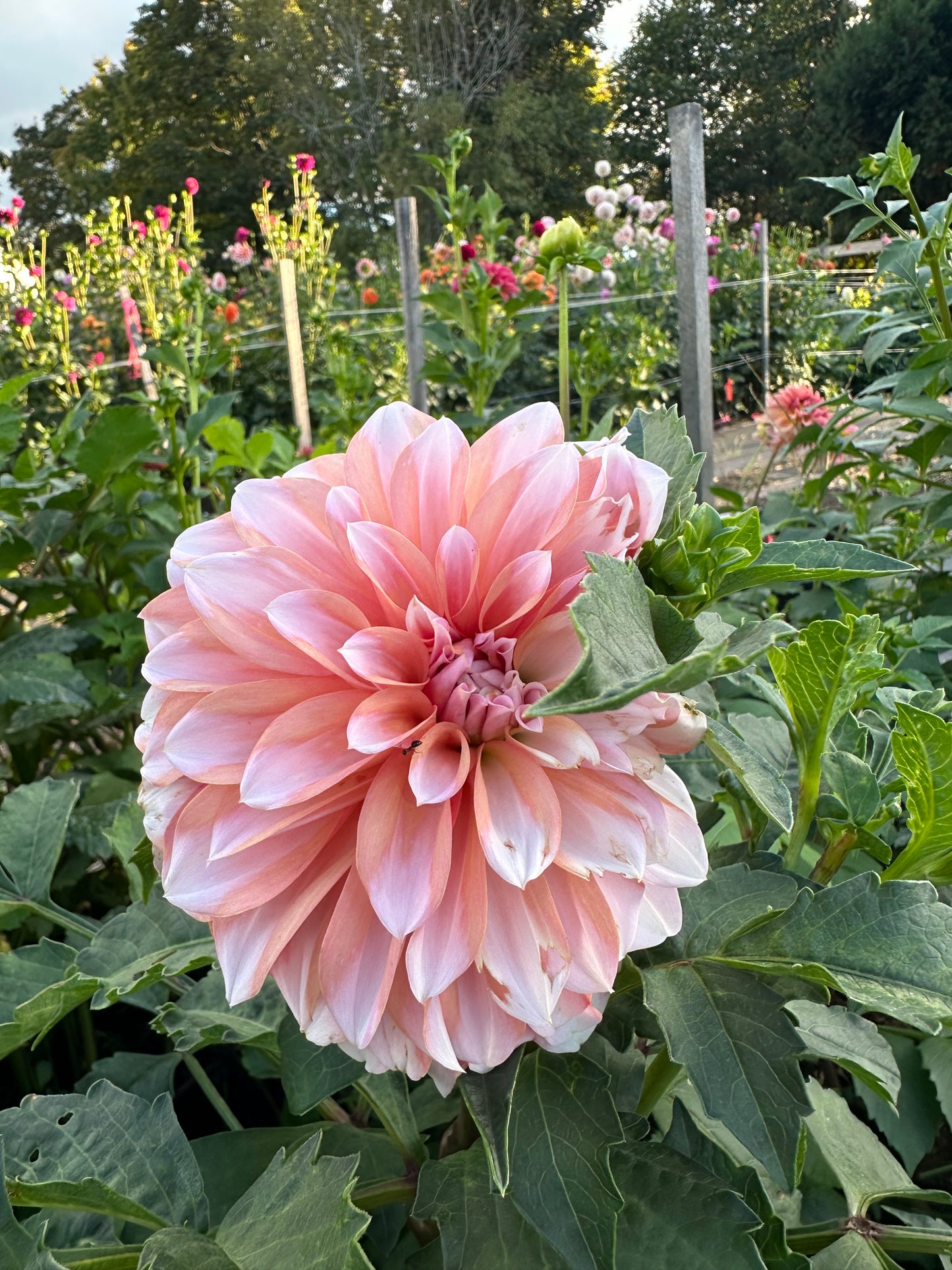 RM Whirligig Dahlia Tuber