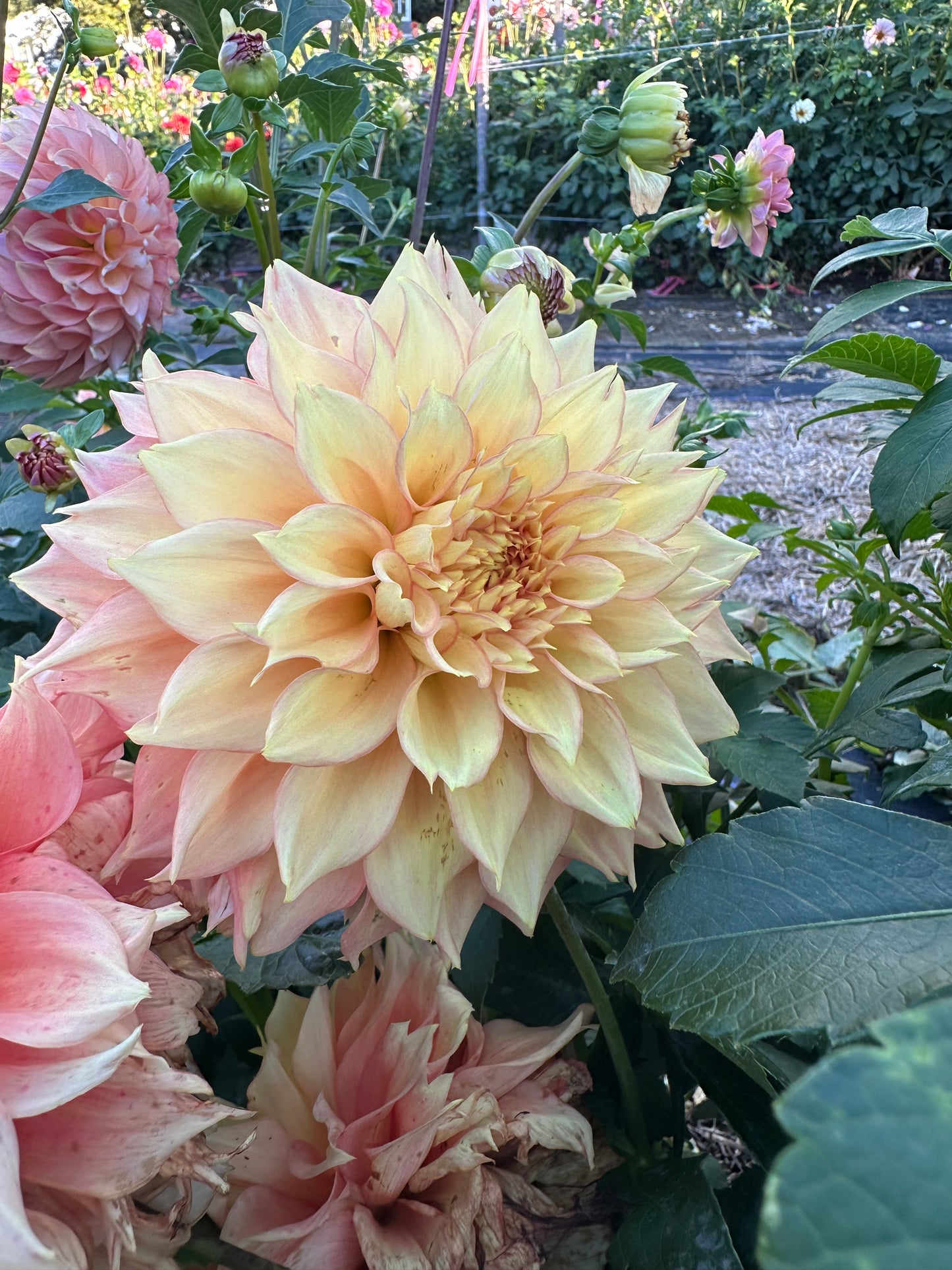 Lee's Savannah Spring Dahlia Tuber