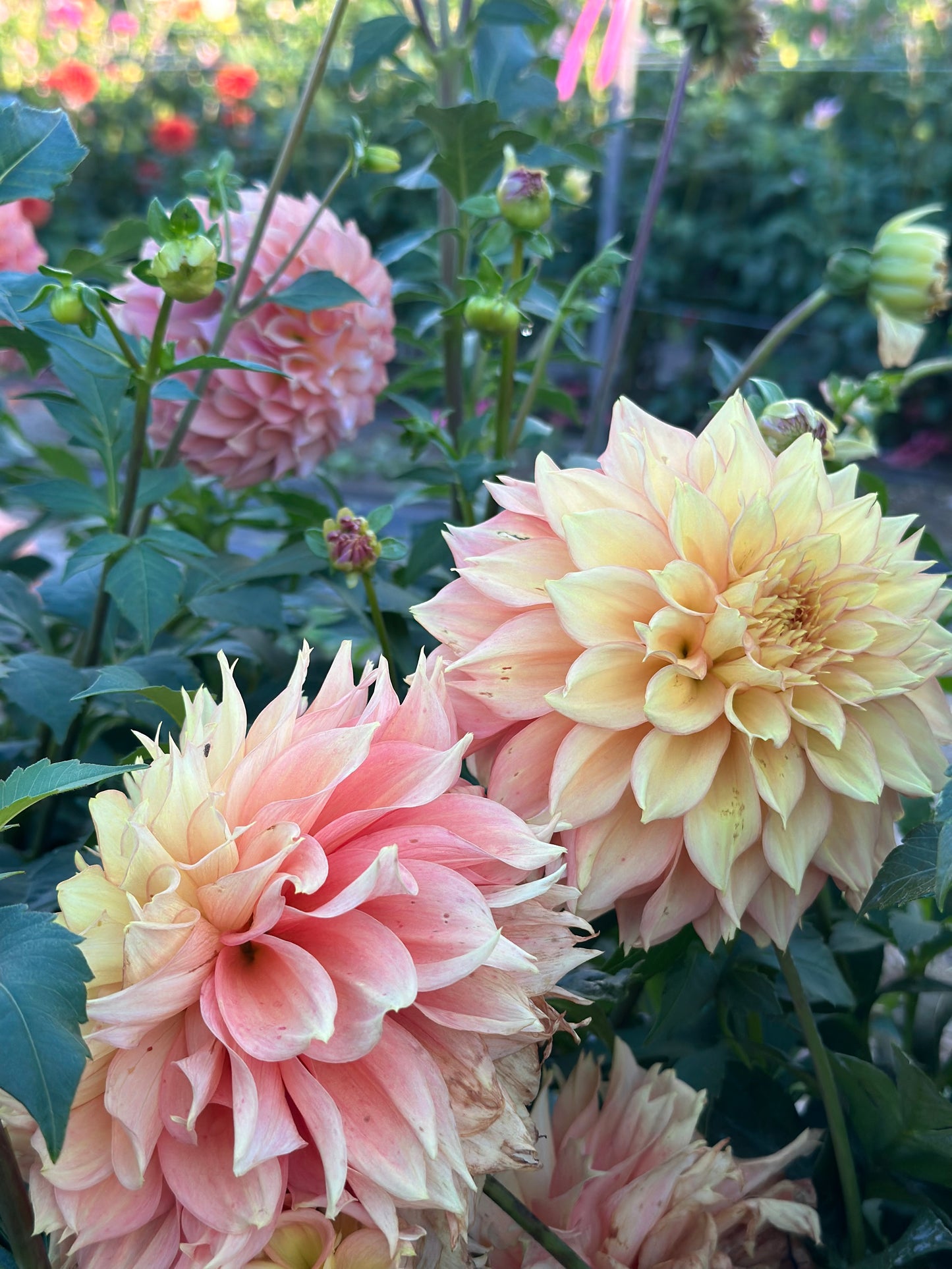 Lee's Savannah Spring Dahlia Tuber