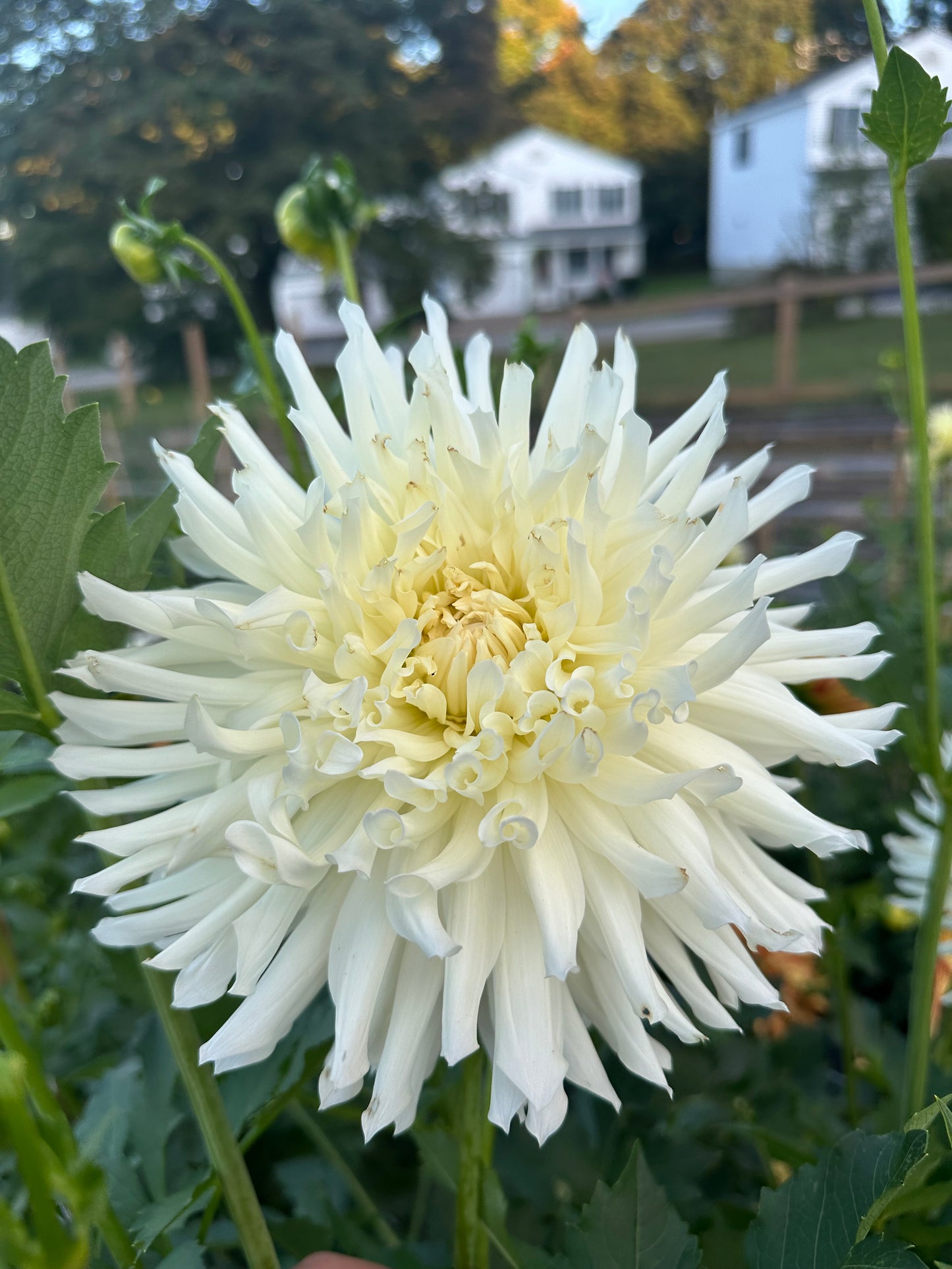 Snoho Storm Dahlia Tuber