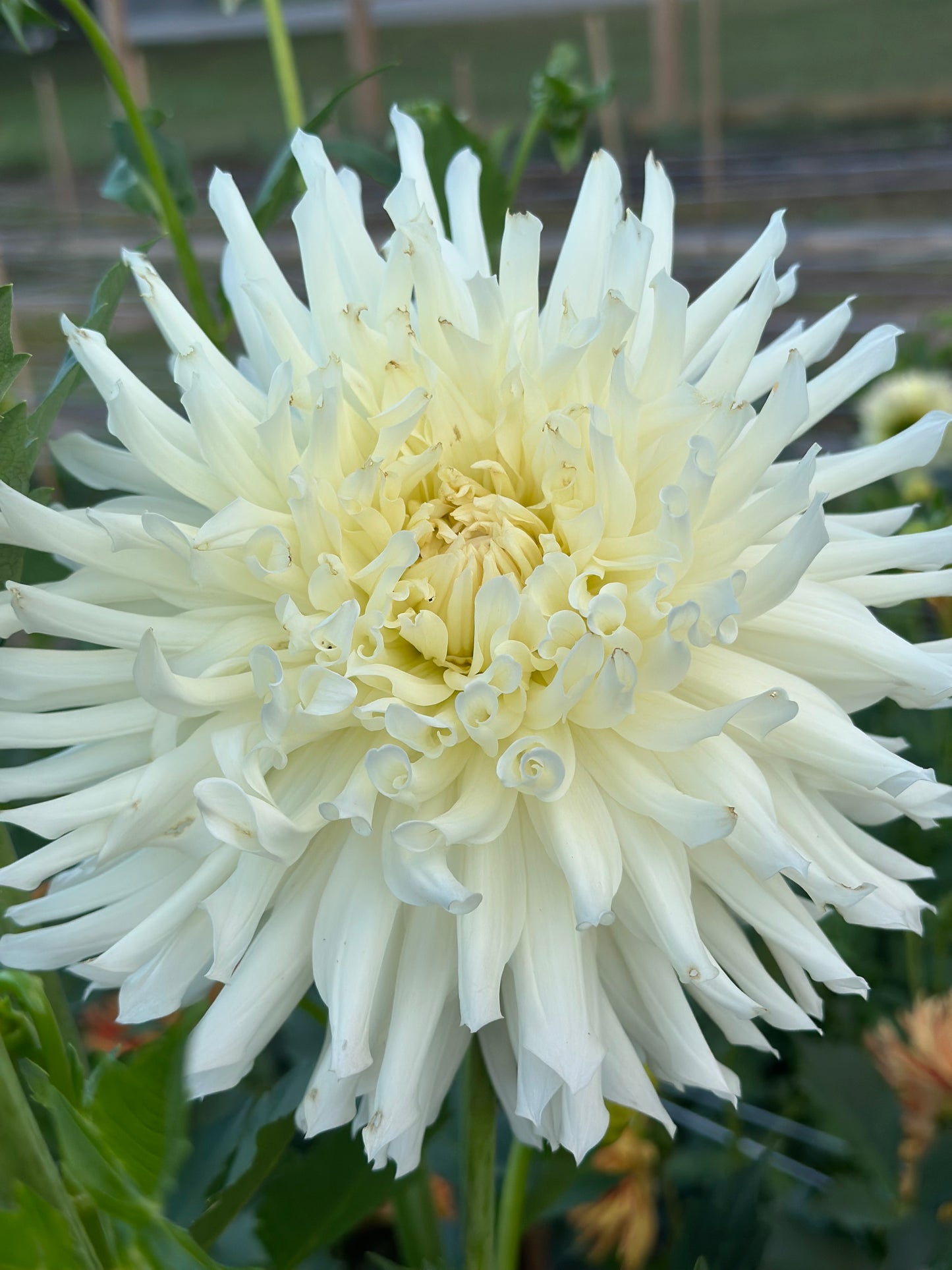 Snoho Storm Dahlia Tuber