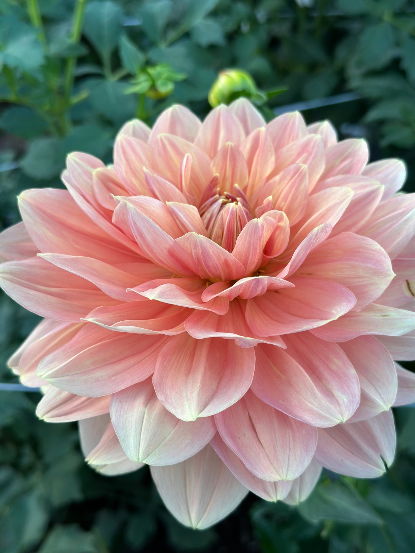 My Forever Dahlia Tuber