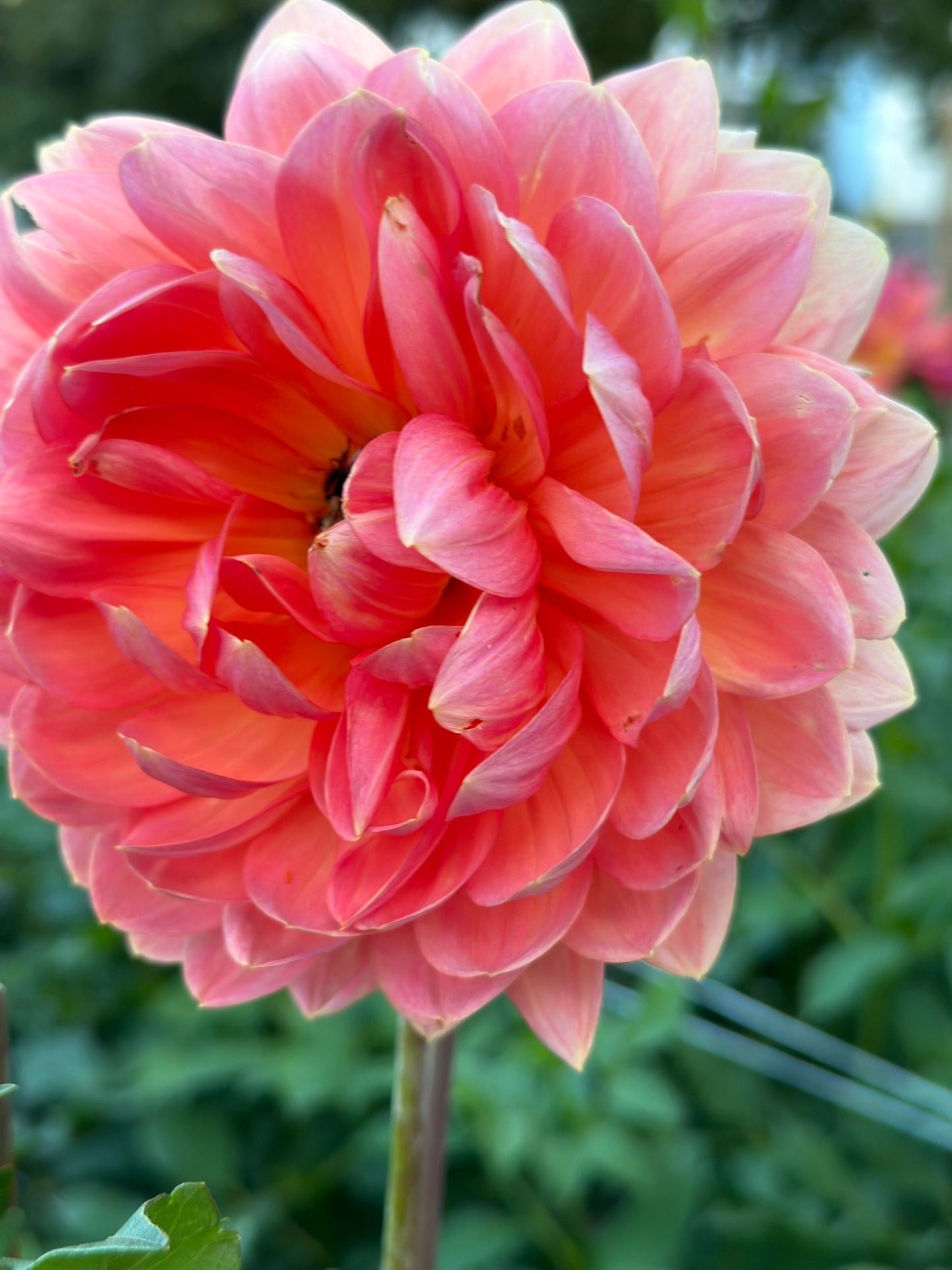Maks Betty Lynn Dahlia Tuber