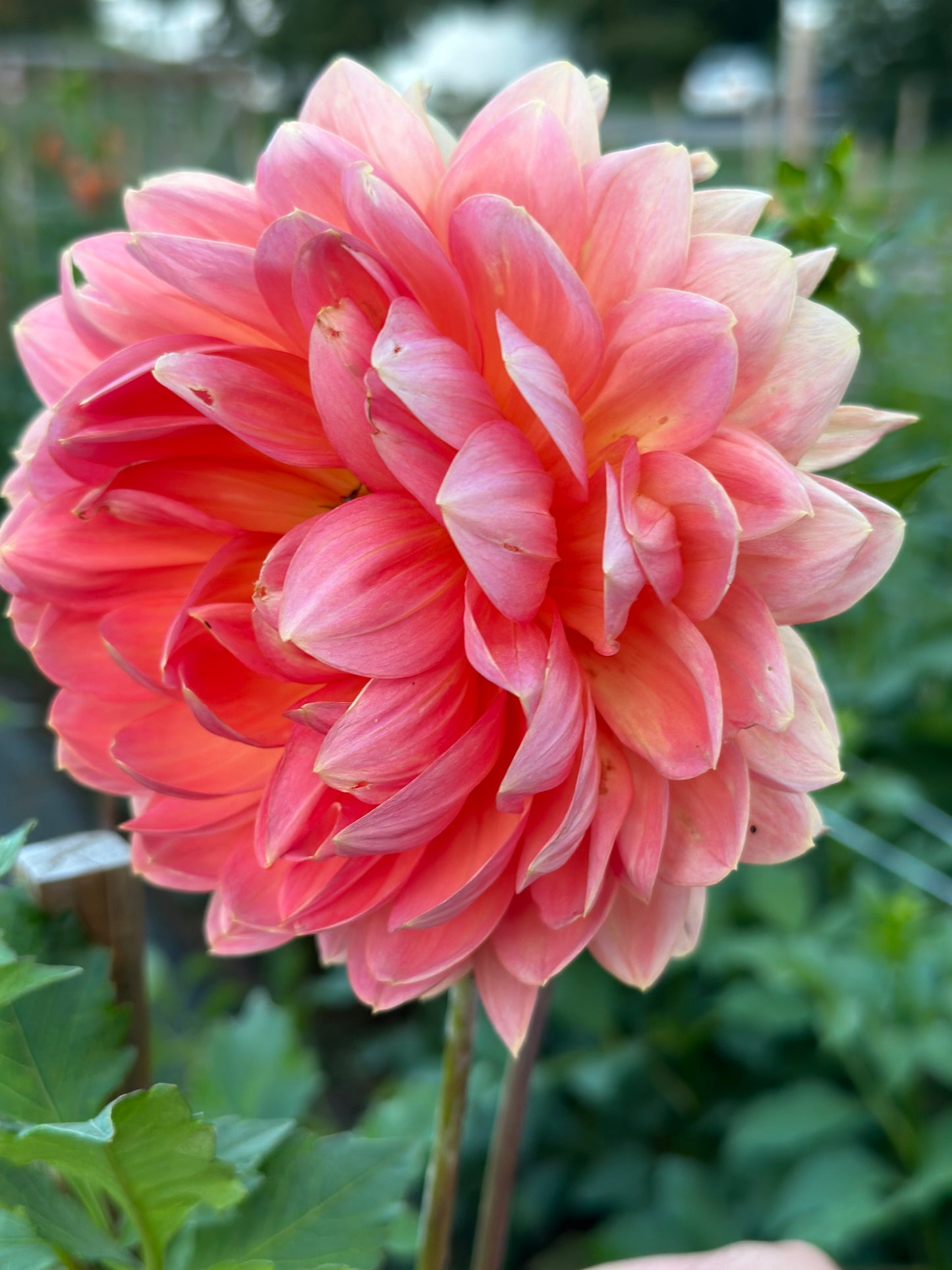 Maks Betty Lynn Dahlia Tuber