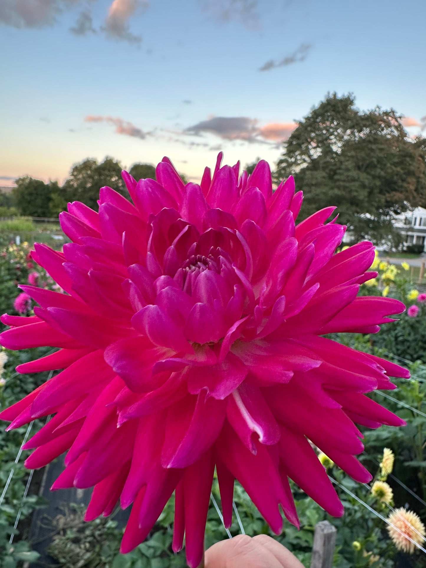 Grandma Lynda Dahlia Tuber