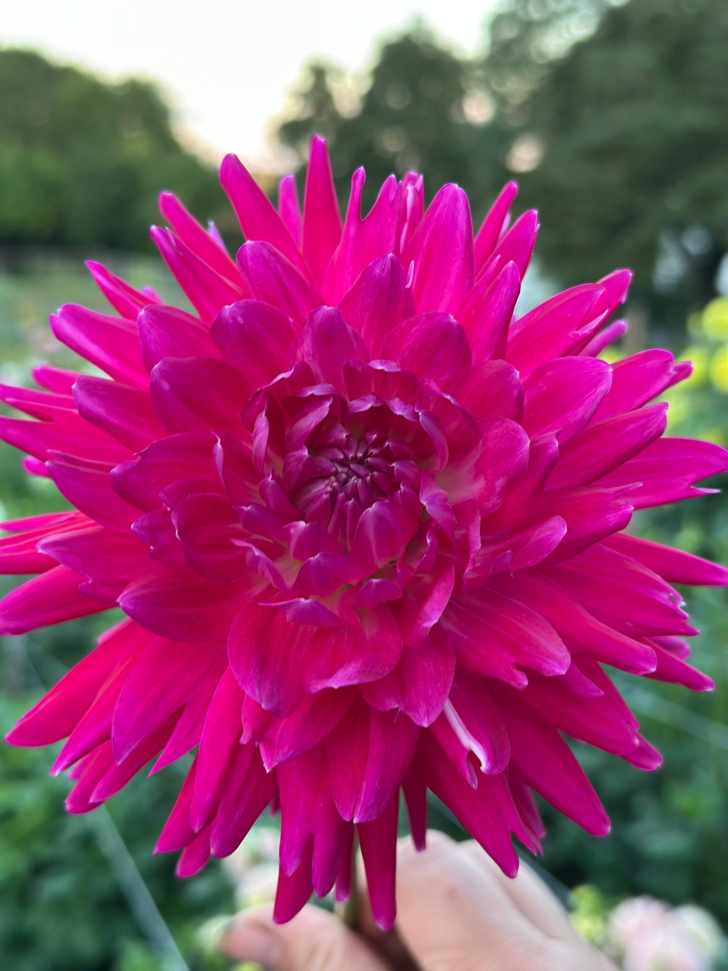 Grandma Lynda Dahlia Tuber