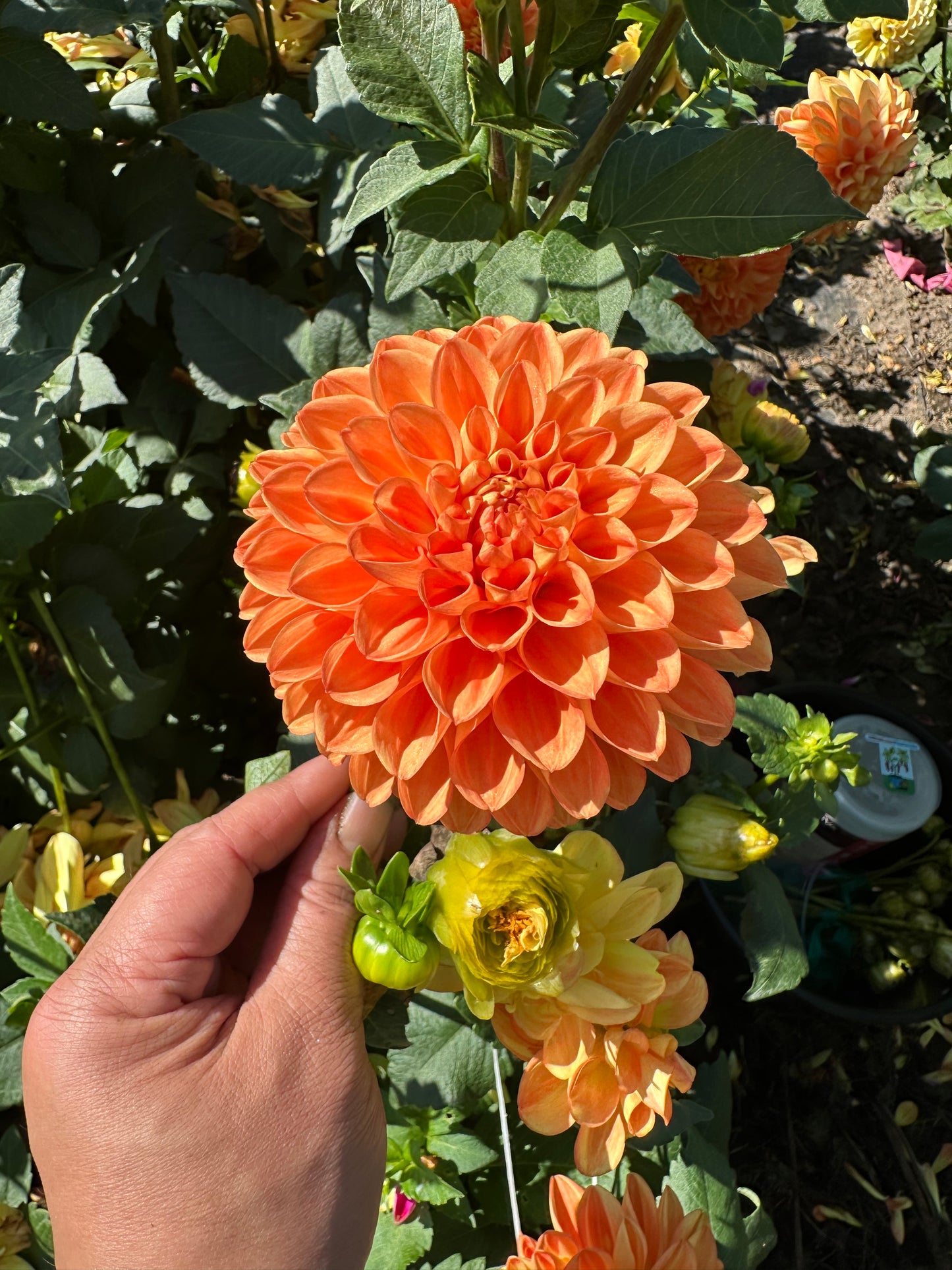 Orange Symphony Dahlia Tuber