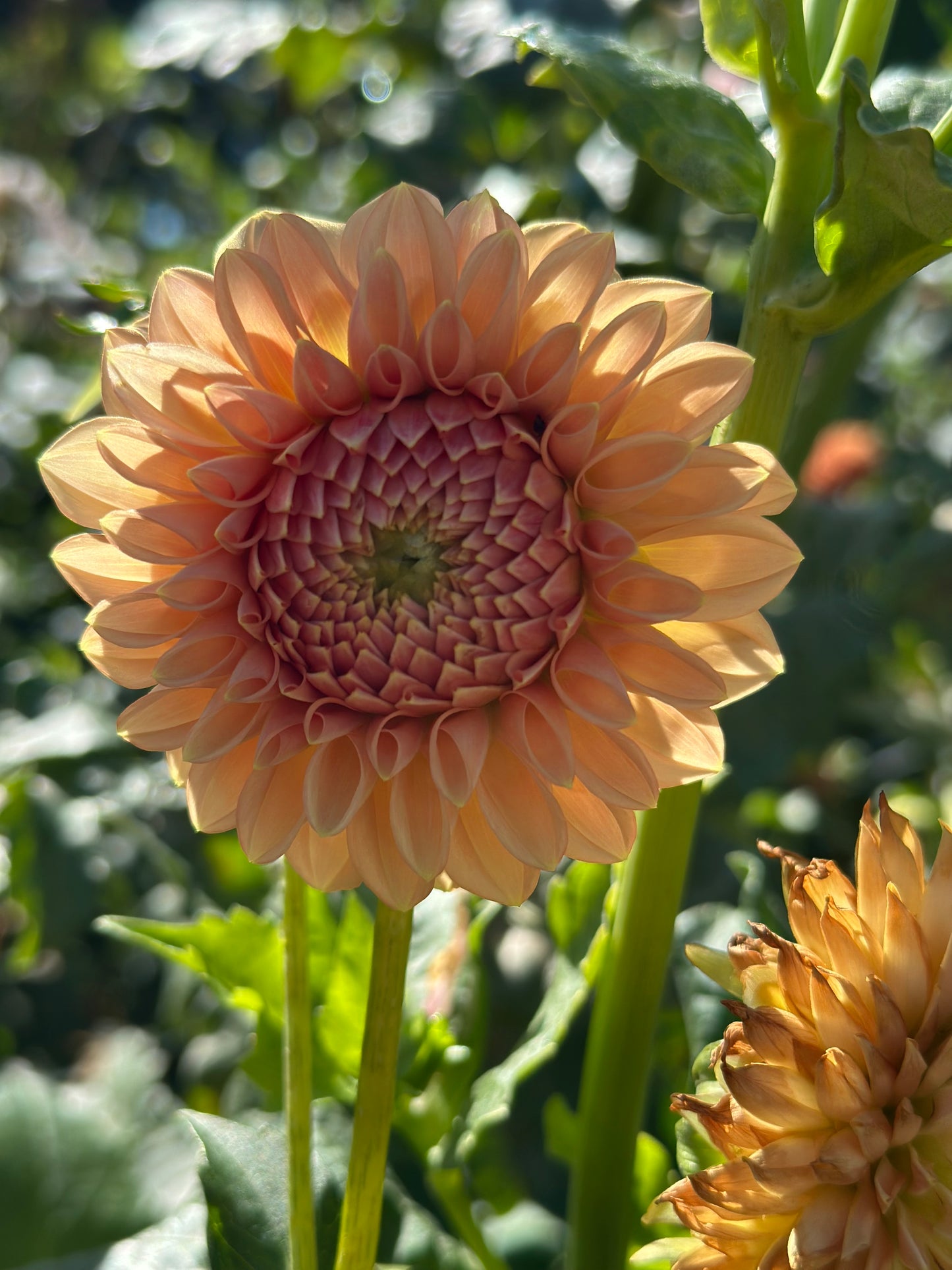 Lee's James Dahlia Tuber