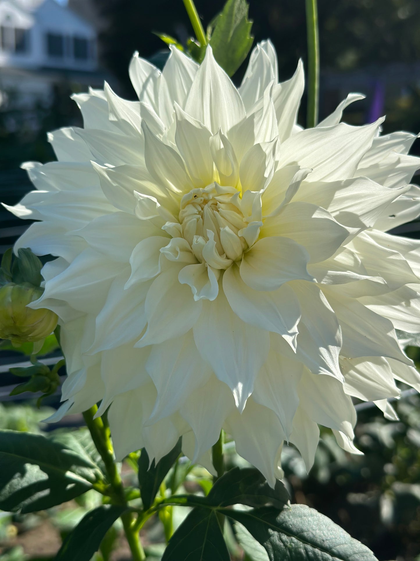 AC Casper Dahlia Tuber