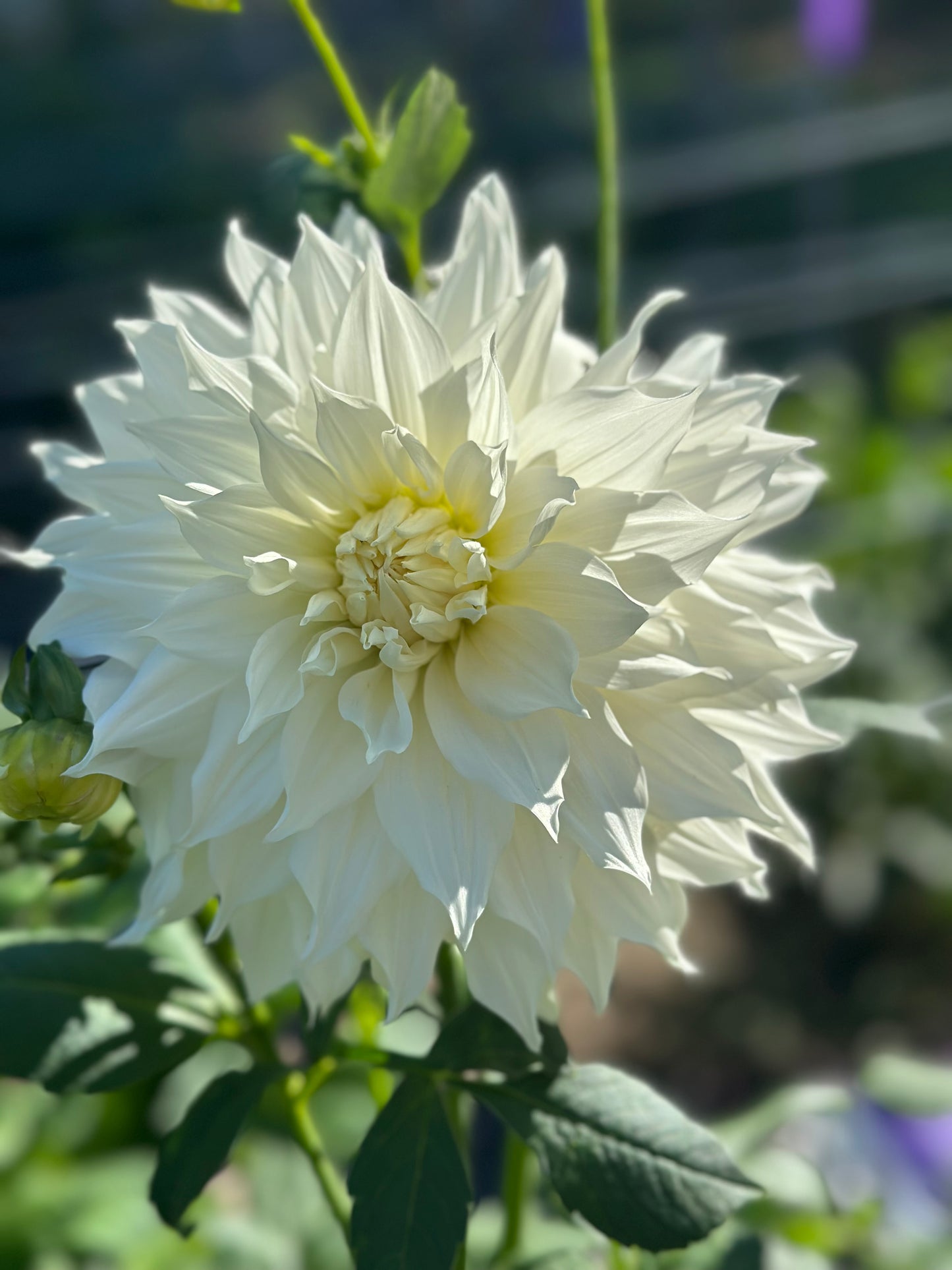 AC Casper Dahlia Tuber