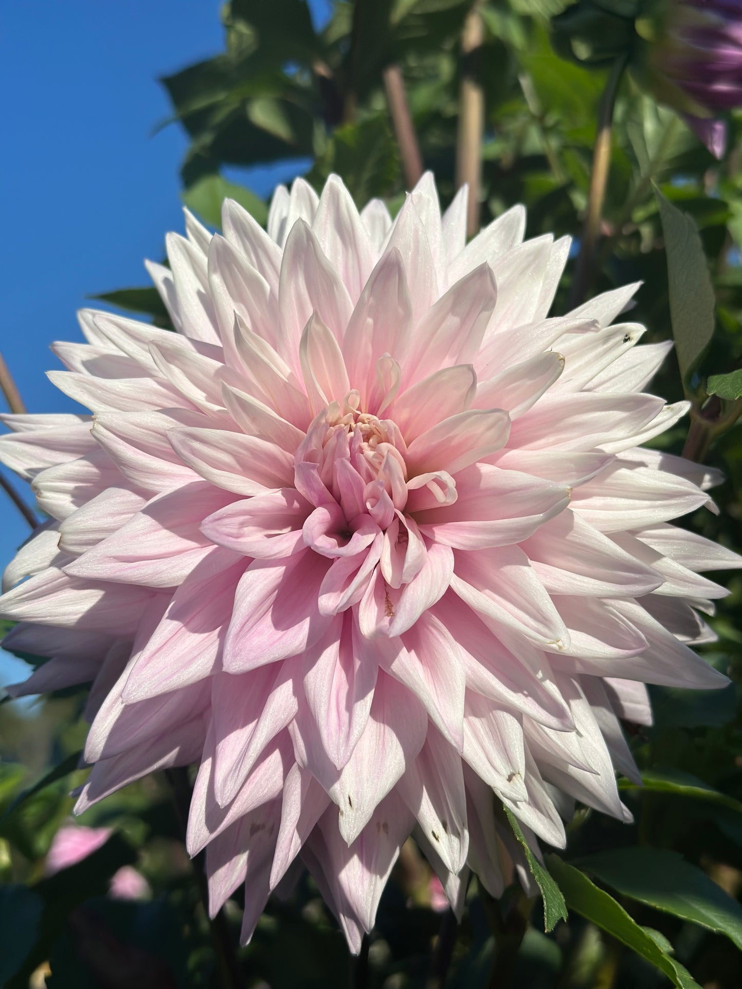 Almand Joy Dahlia Tuber