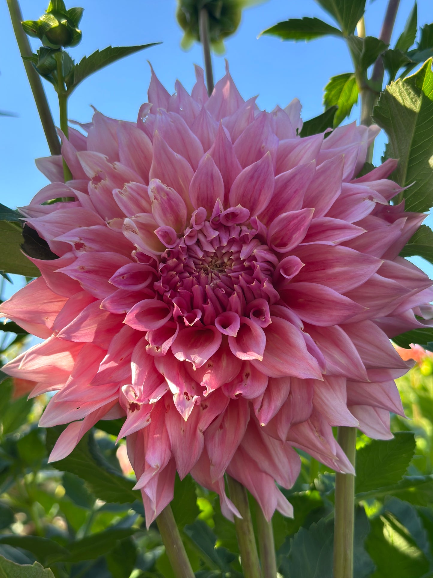 Wyn's Pink Pearl Dahlia Tuber
