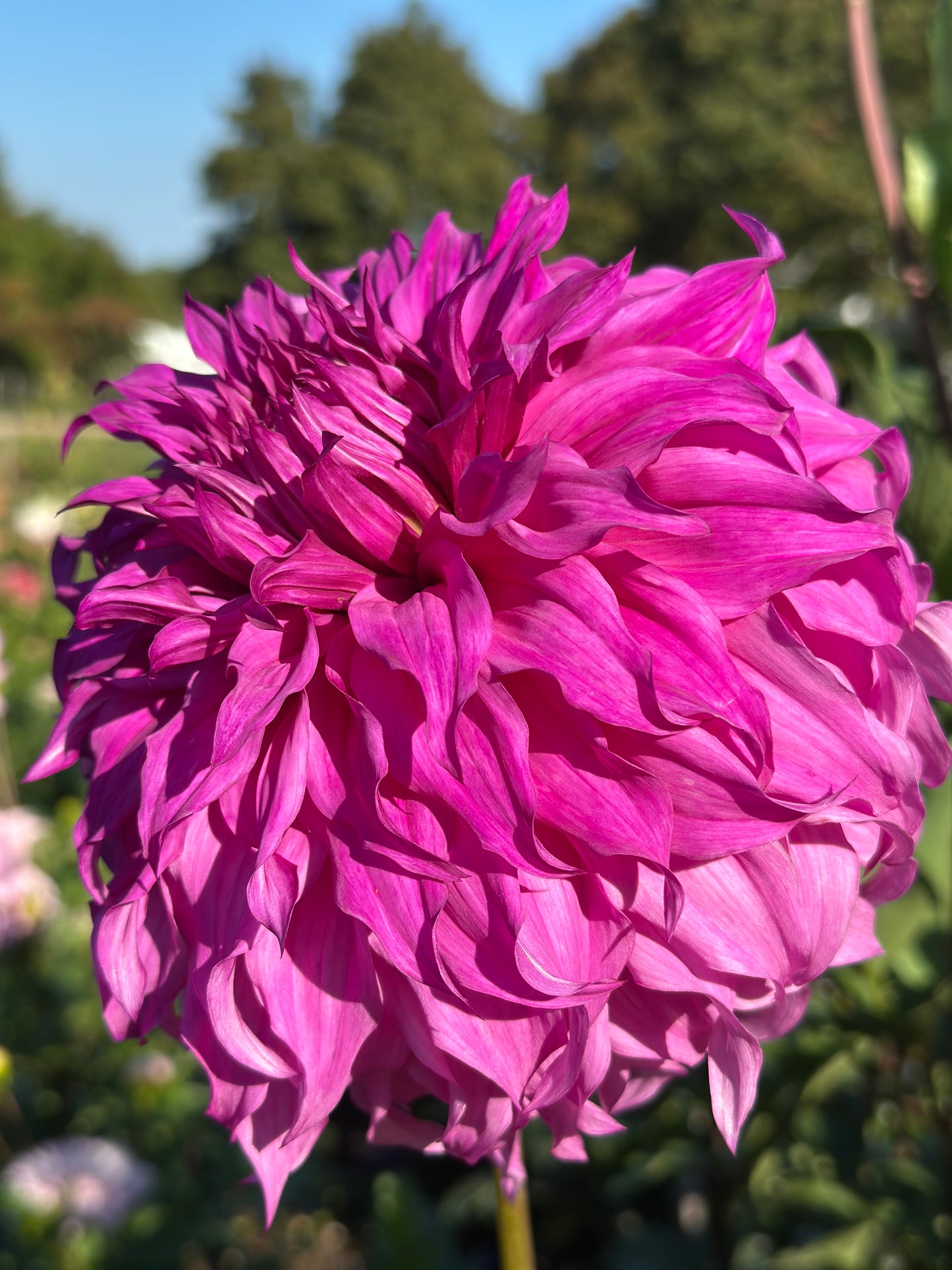 Vassio Meggos Dahlia Tuber