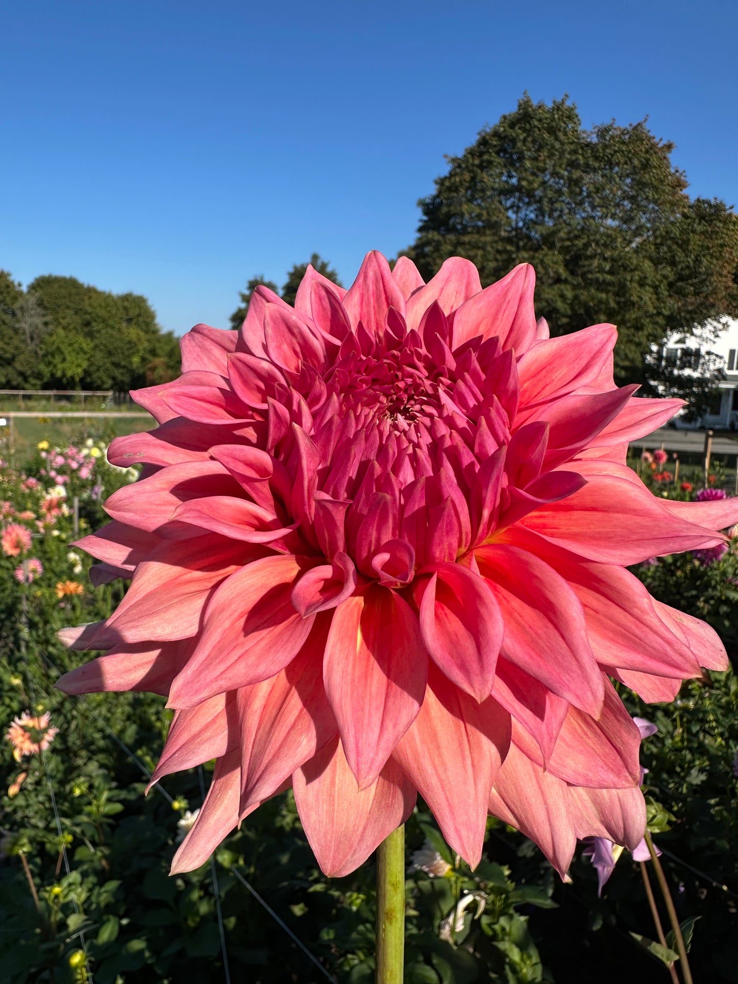 Wyn's Pink Pearl Dahlia Tuber