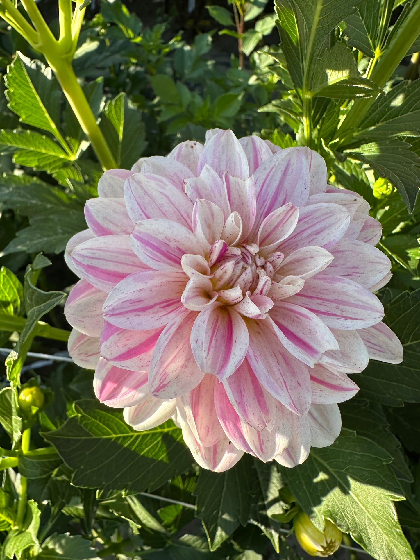 Bonesta Dahlia Tuber