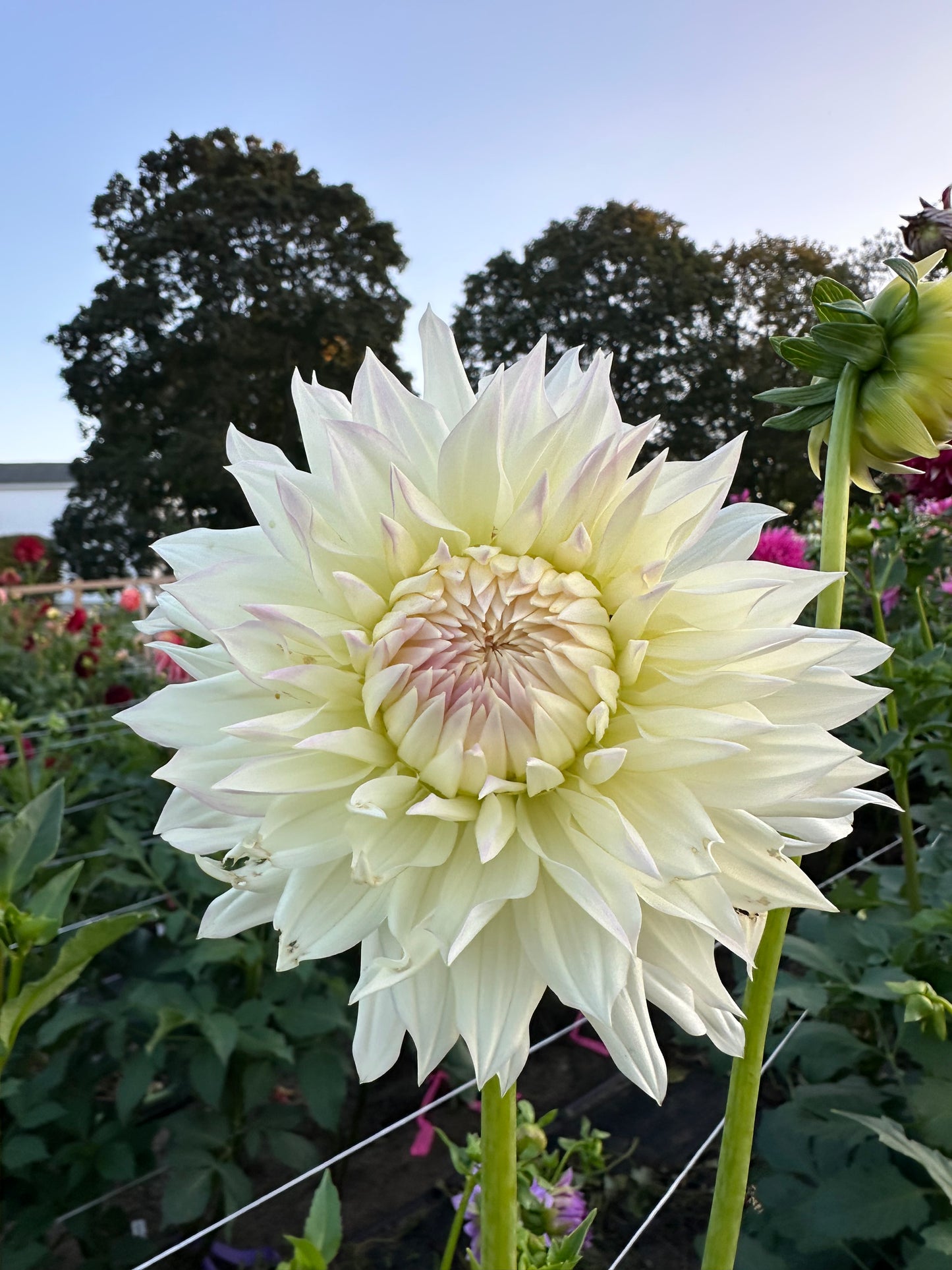 Clearview Orca Dahlia Tuber