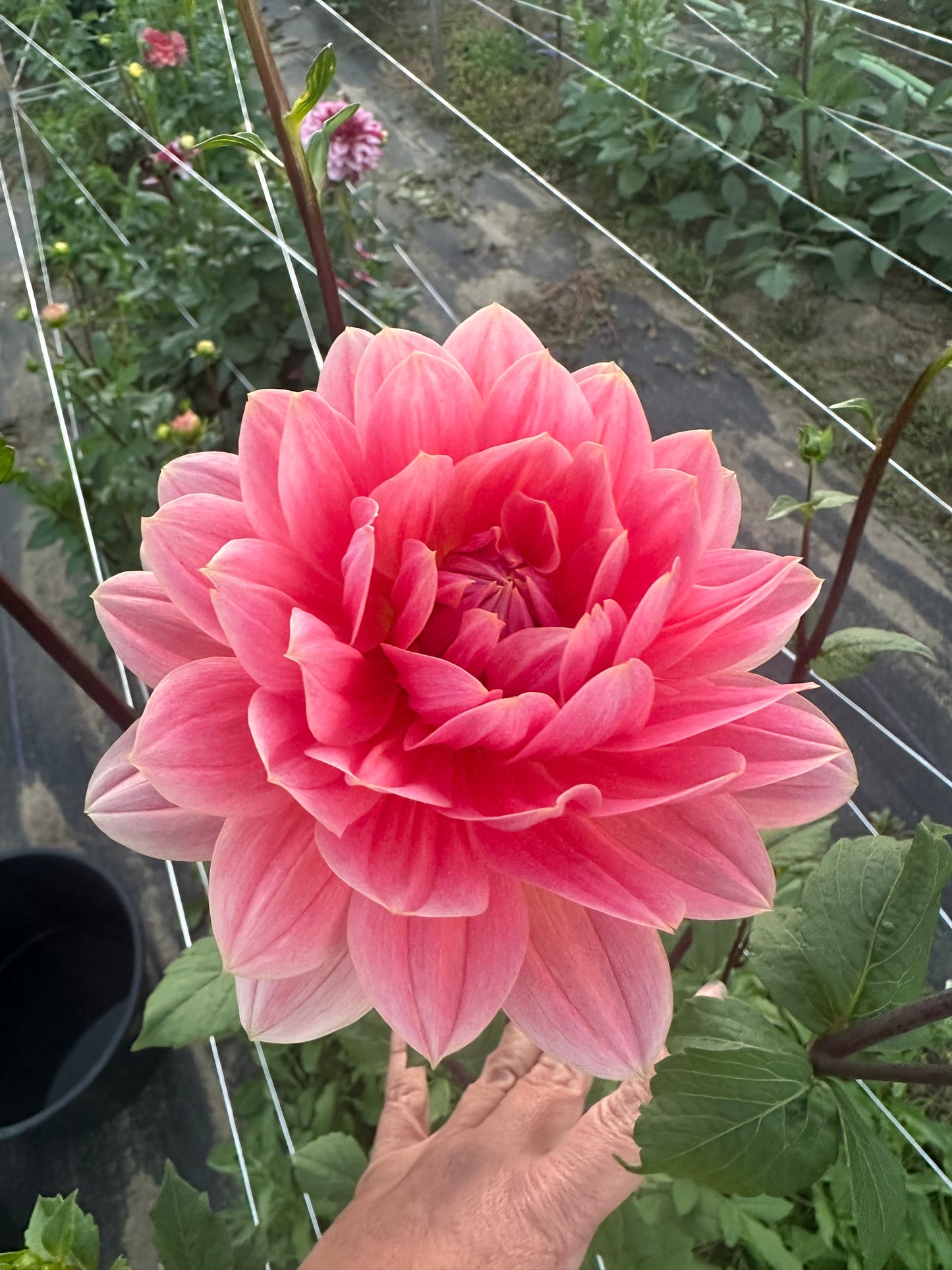 Yvonne Dahlia Tuber