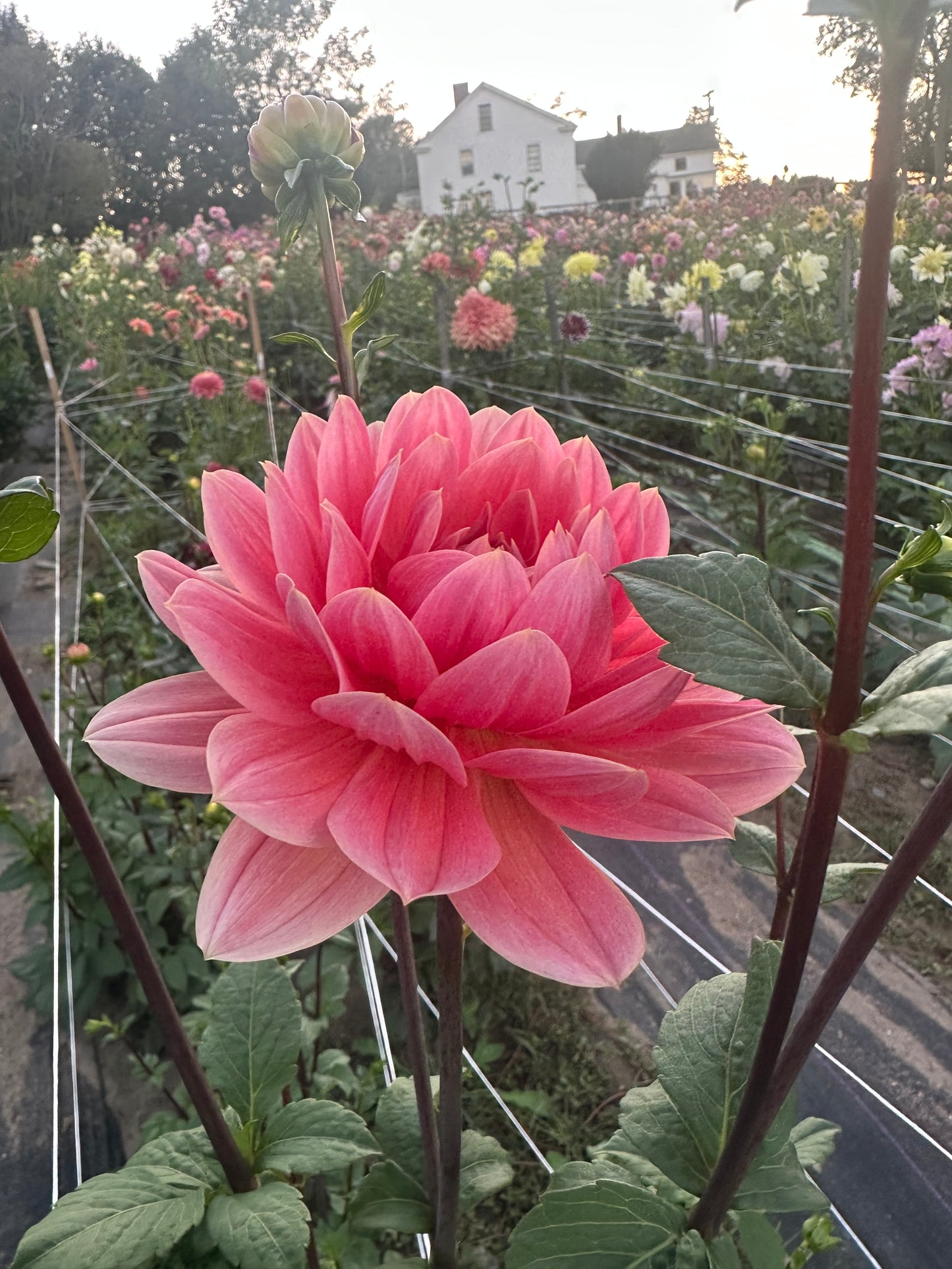 Yvonne Dahlia Tuber