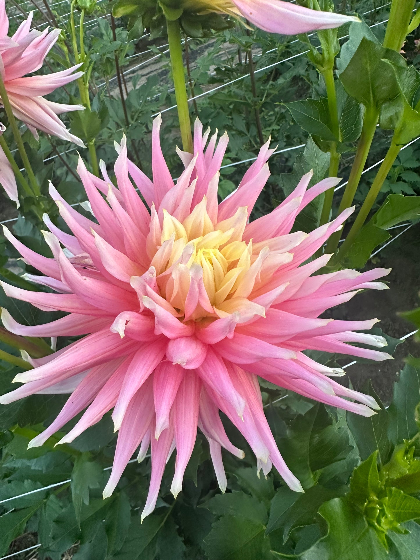 Clearview Jonas Dahlia Tuber