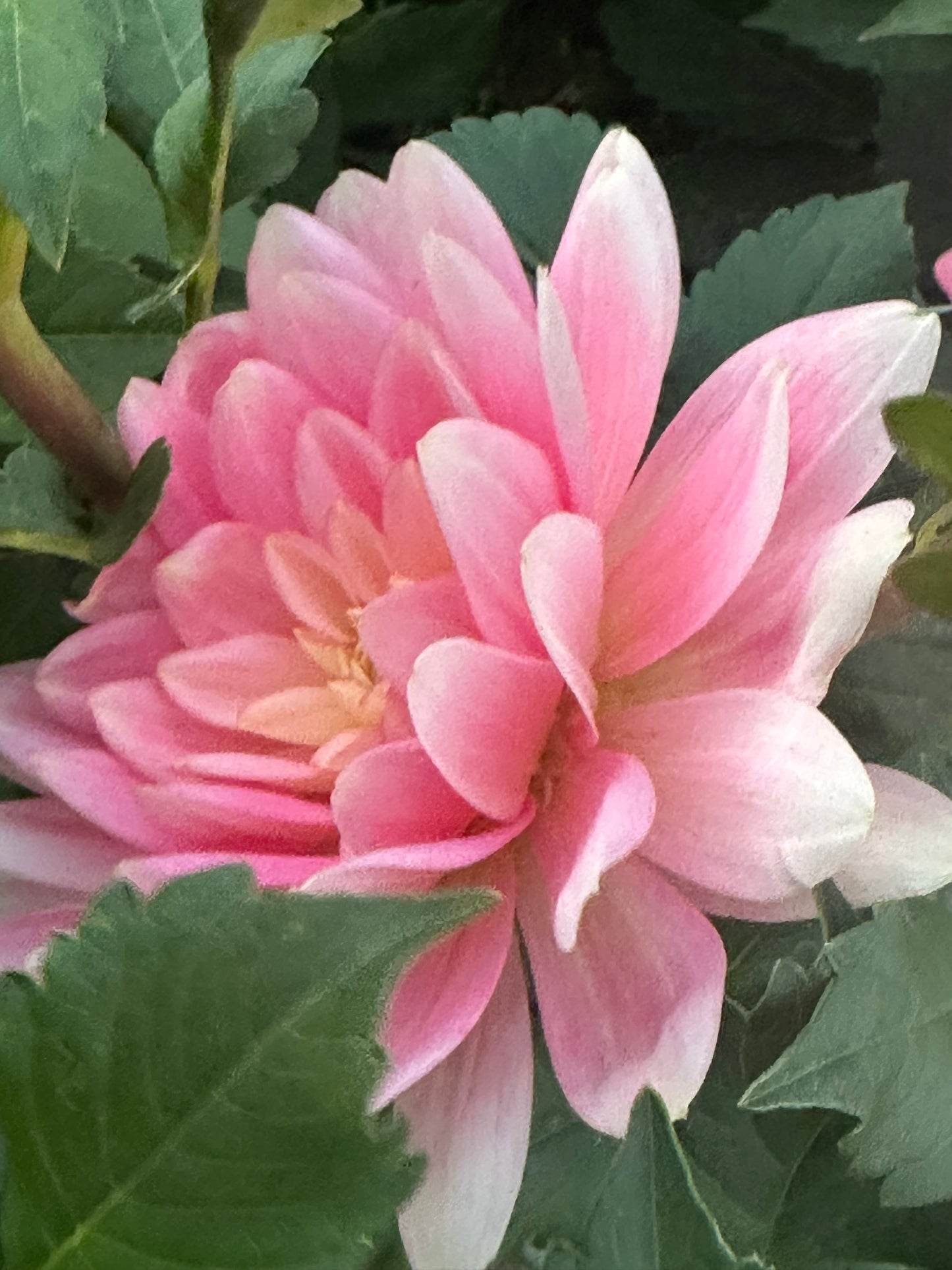 Gerrie Hoek Dahlia Tuber