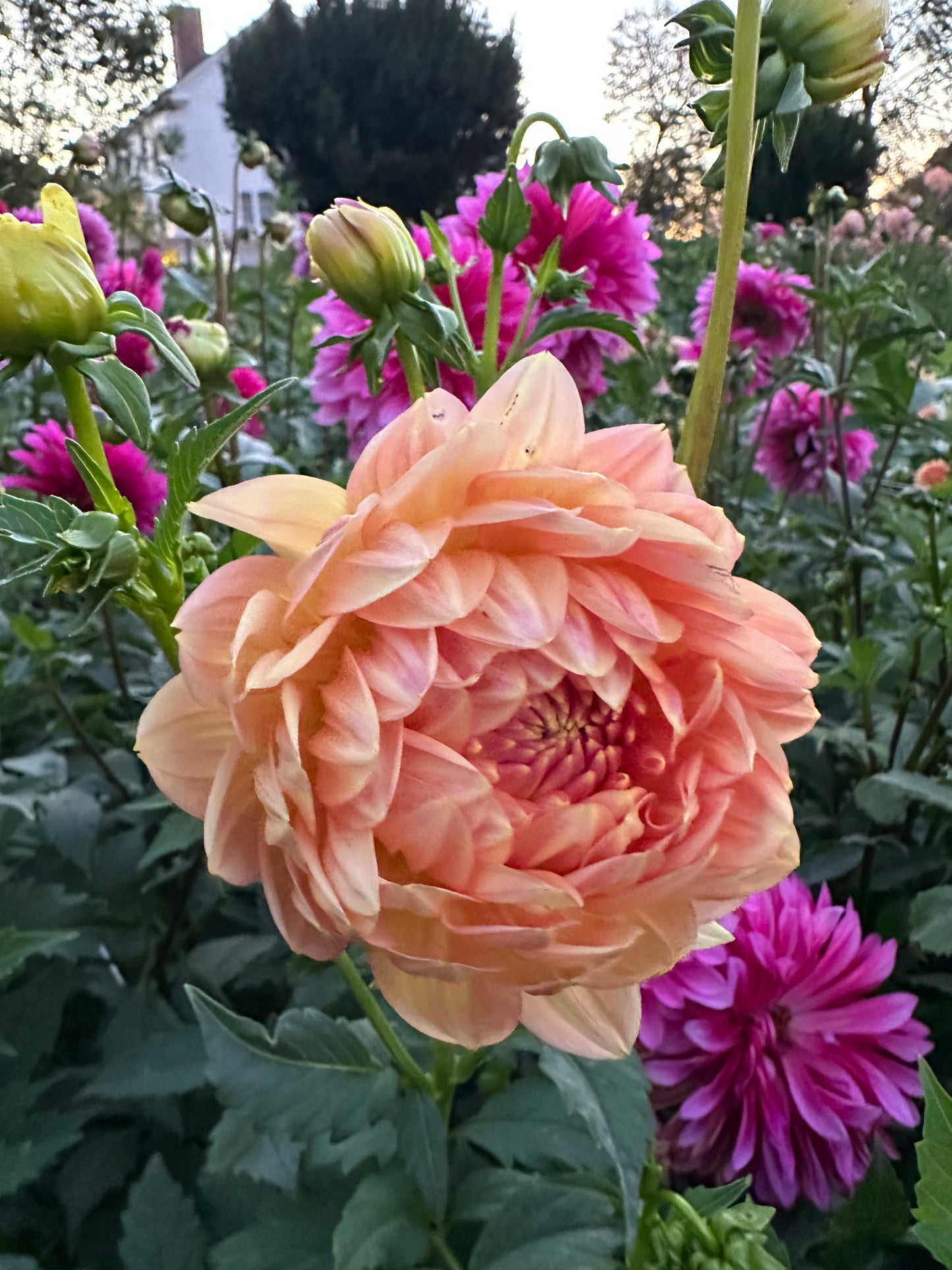 Hollyhill Serenity Dahlia Tuber