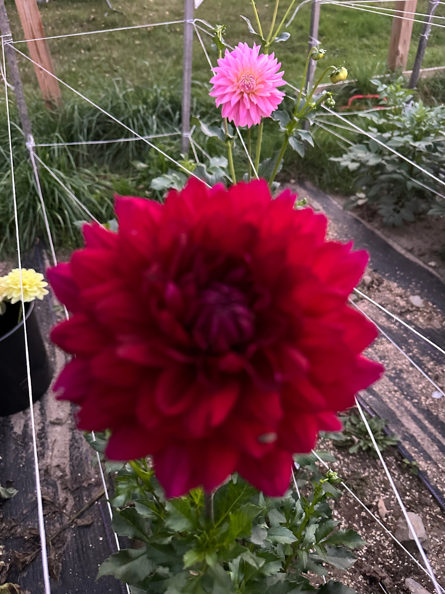 Hollyhill Black Widow Dahlia Tuber