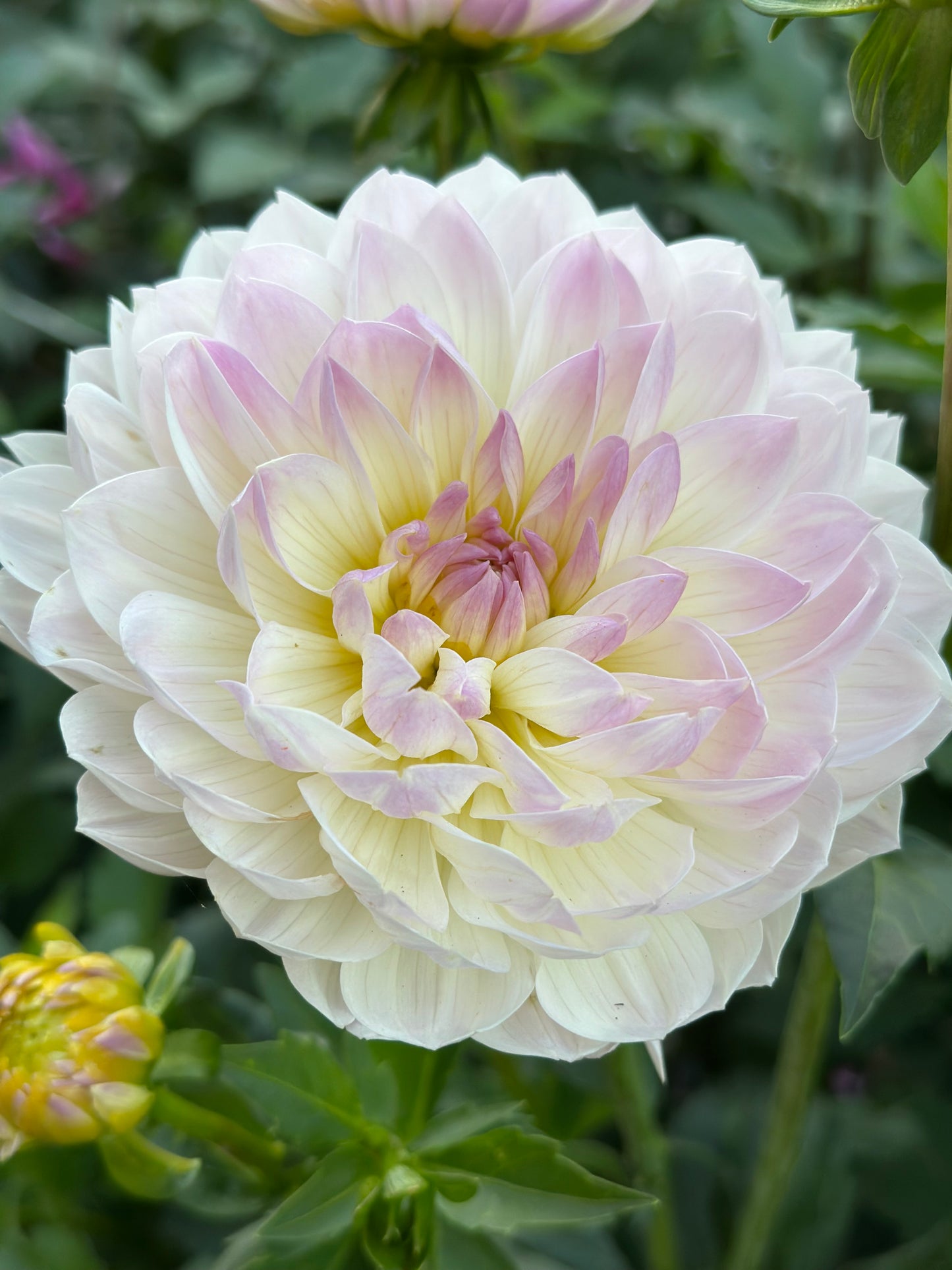 Hollyhill Lilibet Dahlia Tuber