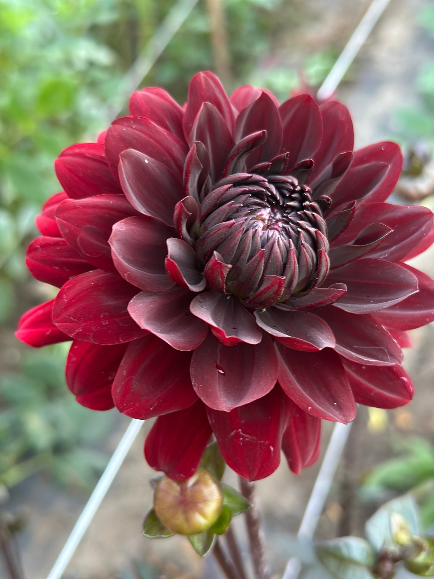 Karma Choc Dahlia Tuber