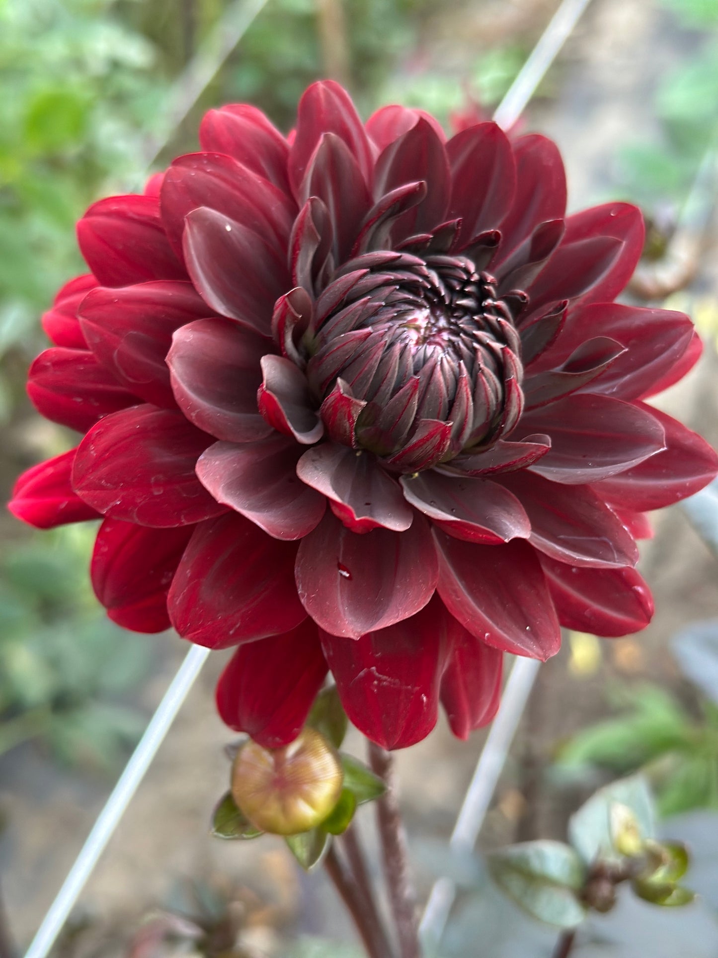 Karma Choc Dahlia Tuber