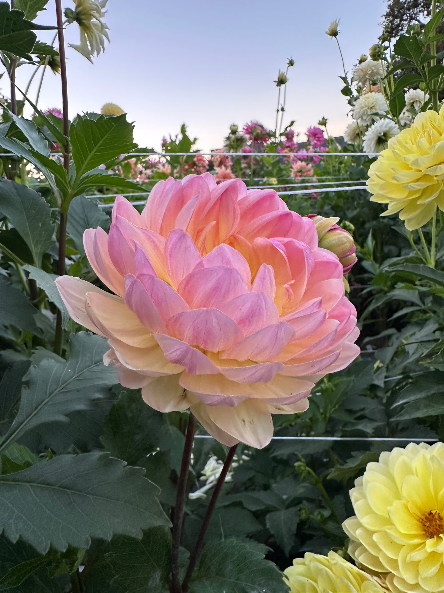 Sandia Bliss Dahlia Tuber