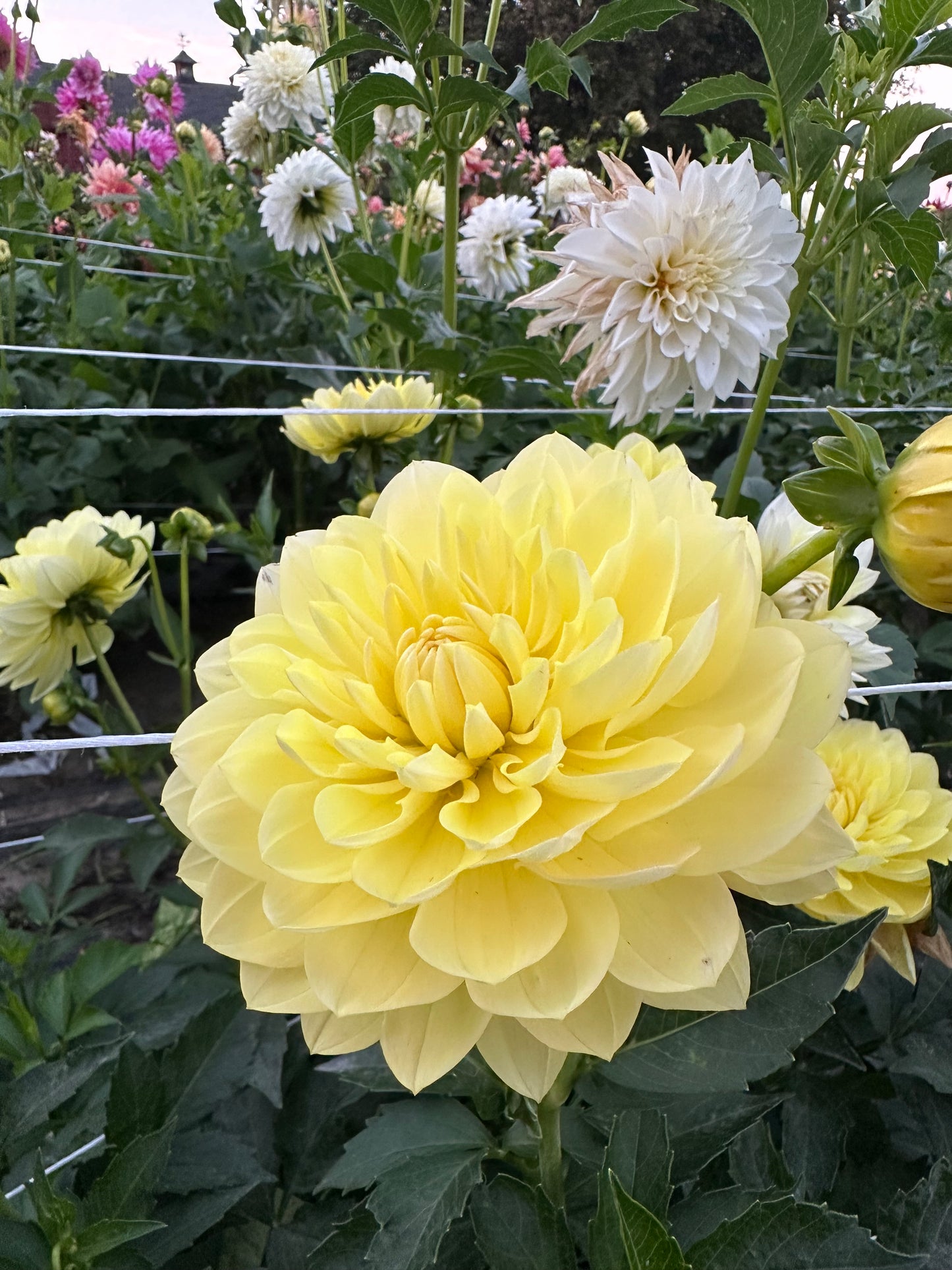 Sandia Joy Dahlia Tuber