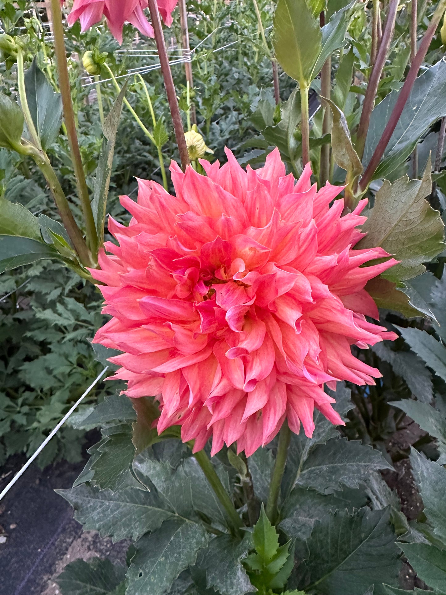 Hilltop Lost Treasure Dahlia Tuber