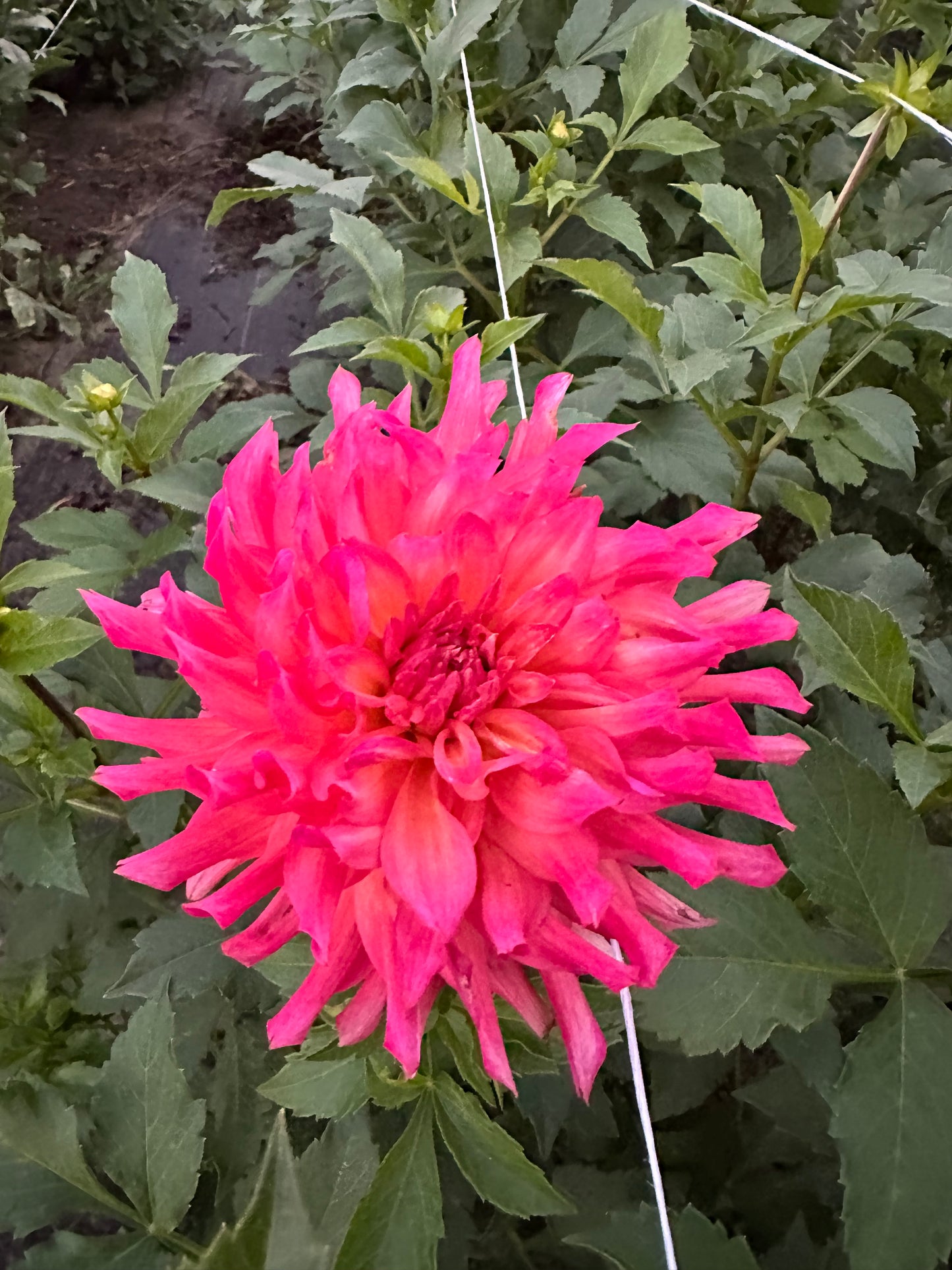 Aljo Dahlia Tuber