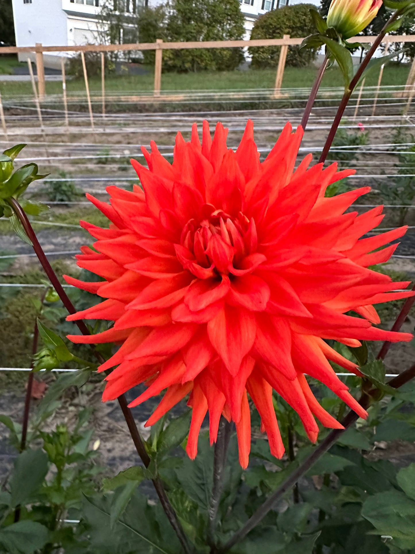 Hot Shot Dahlia Tuber