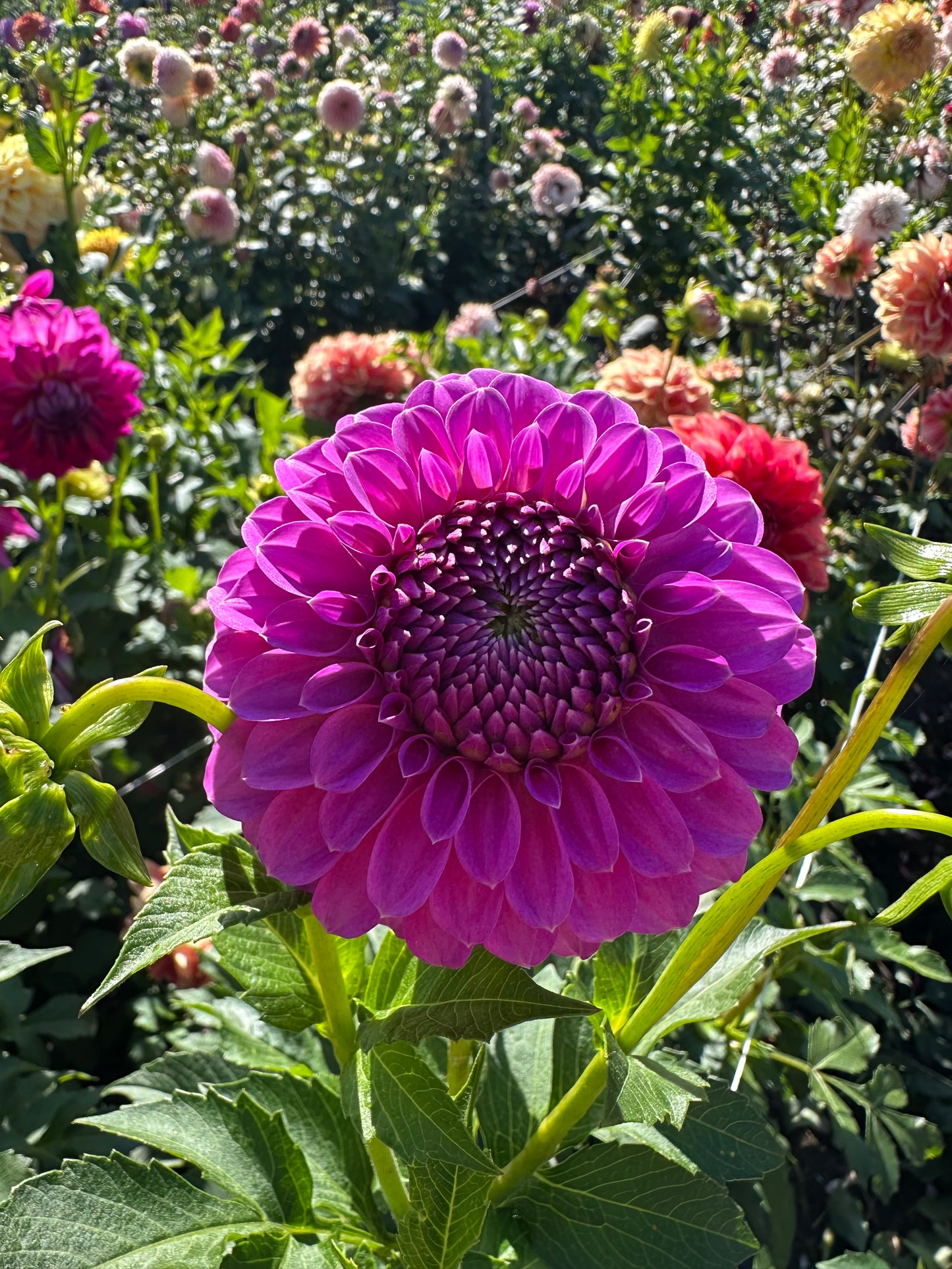 Allen's Foxy Lady Dahlia Tuber