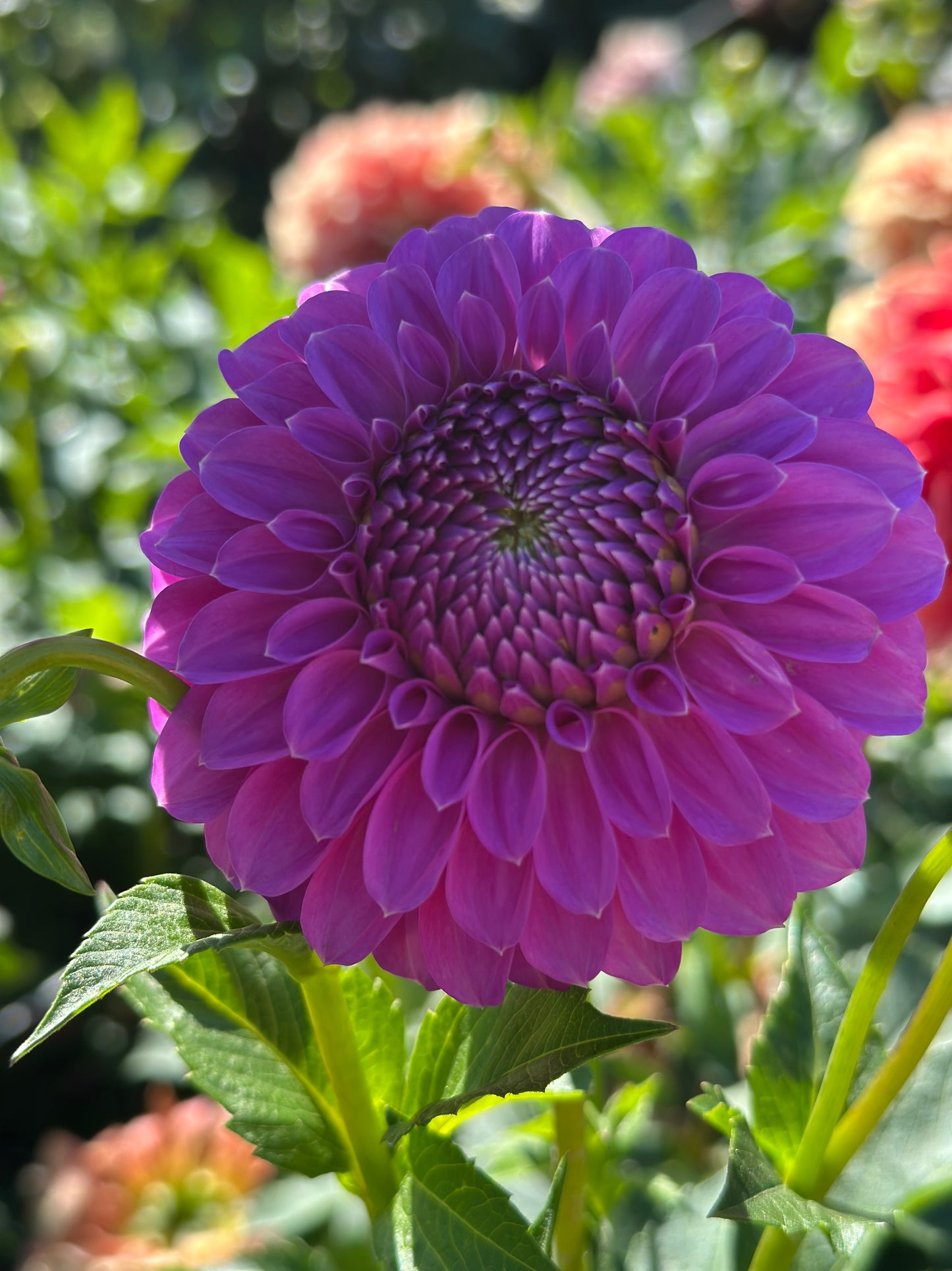 Allen's Foxy Lady Dahlia Tuber