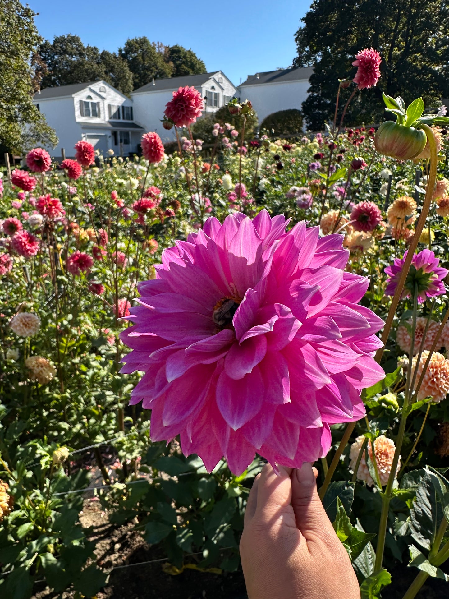 Bloomquist Clear Delight Dahlia Tuber