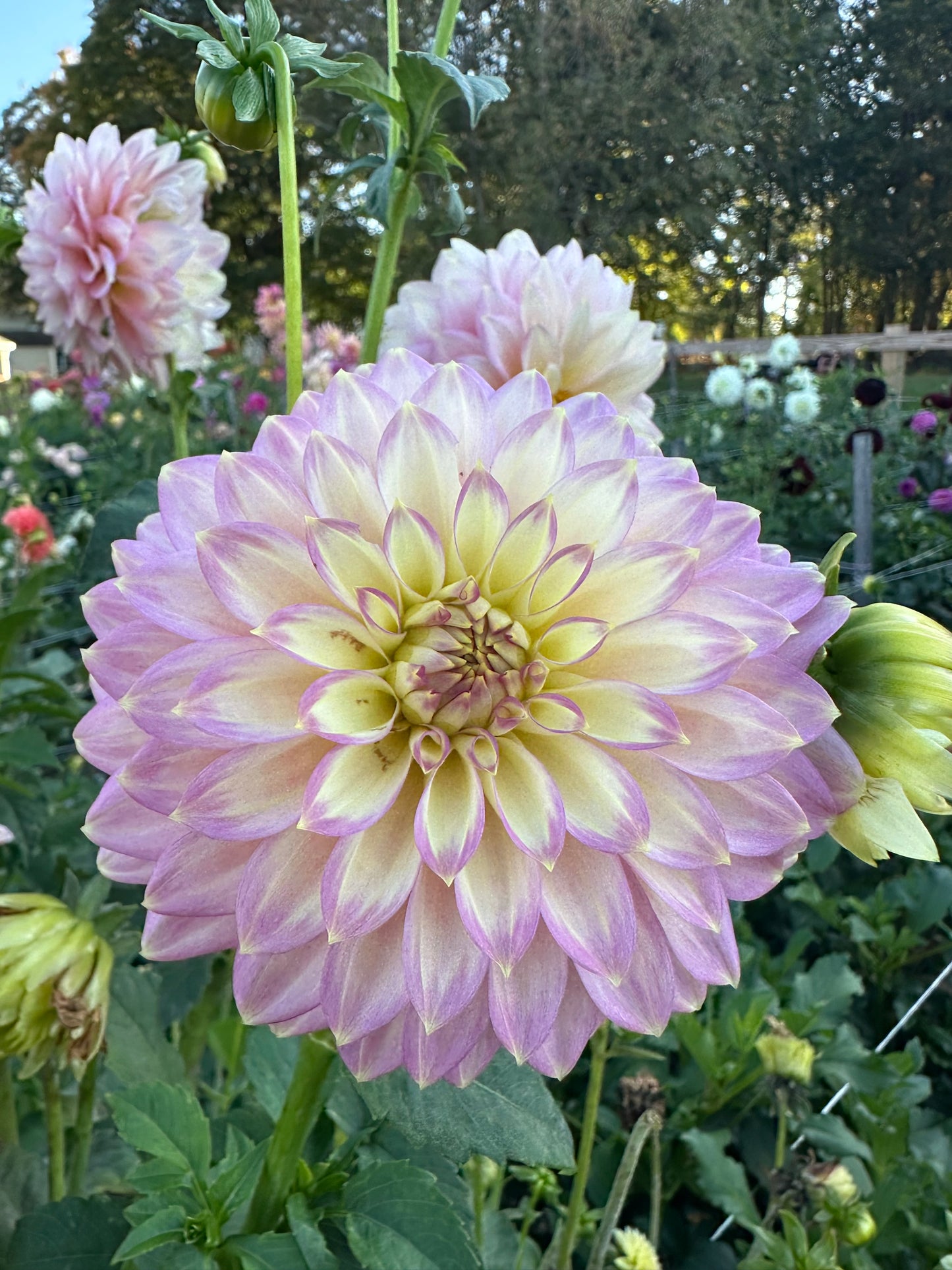 Crazy 4 Teedy Dahlia Tuber