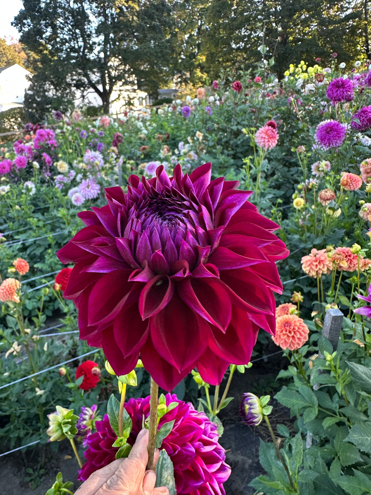 Diva Dahlia Tuber