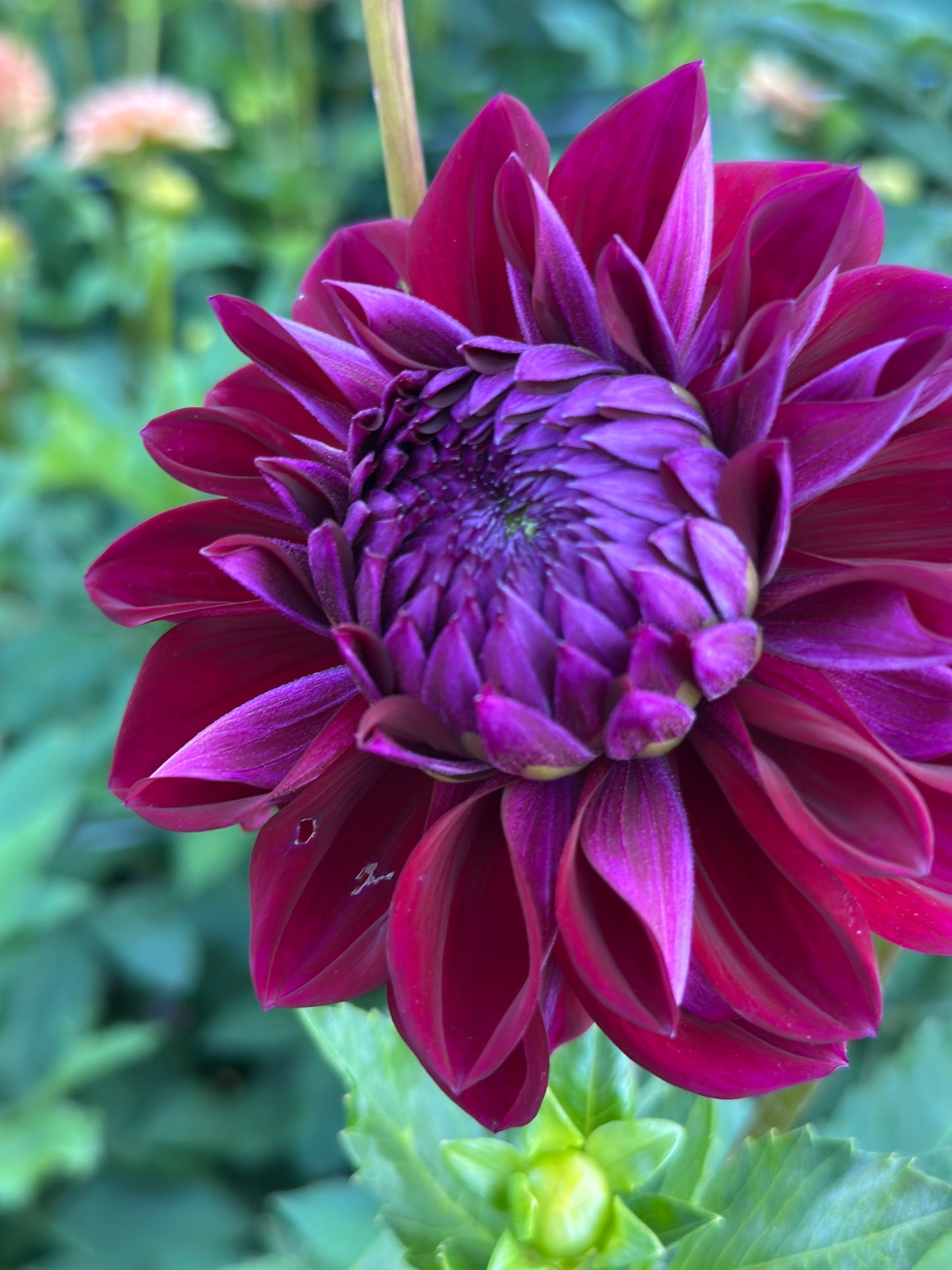 Diva Dahlia Tuber