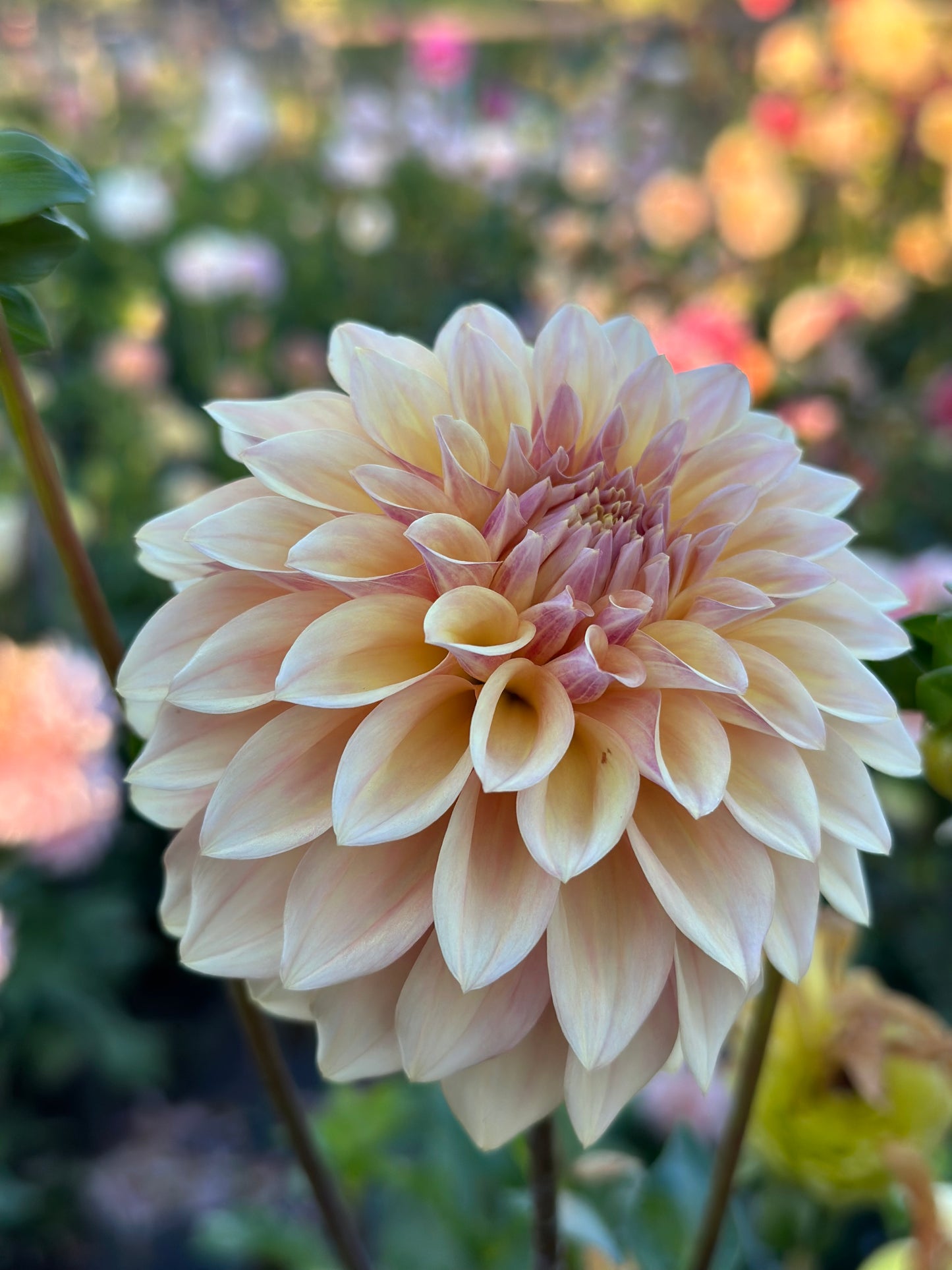 Ferncliff Copper Dahlia Tuber