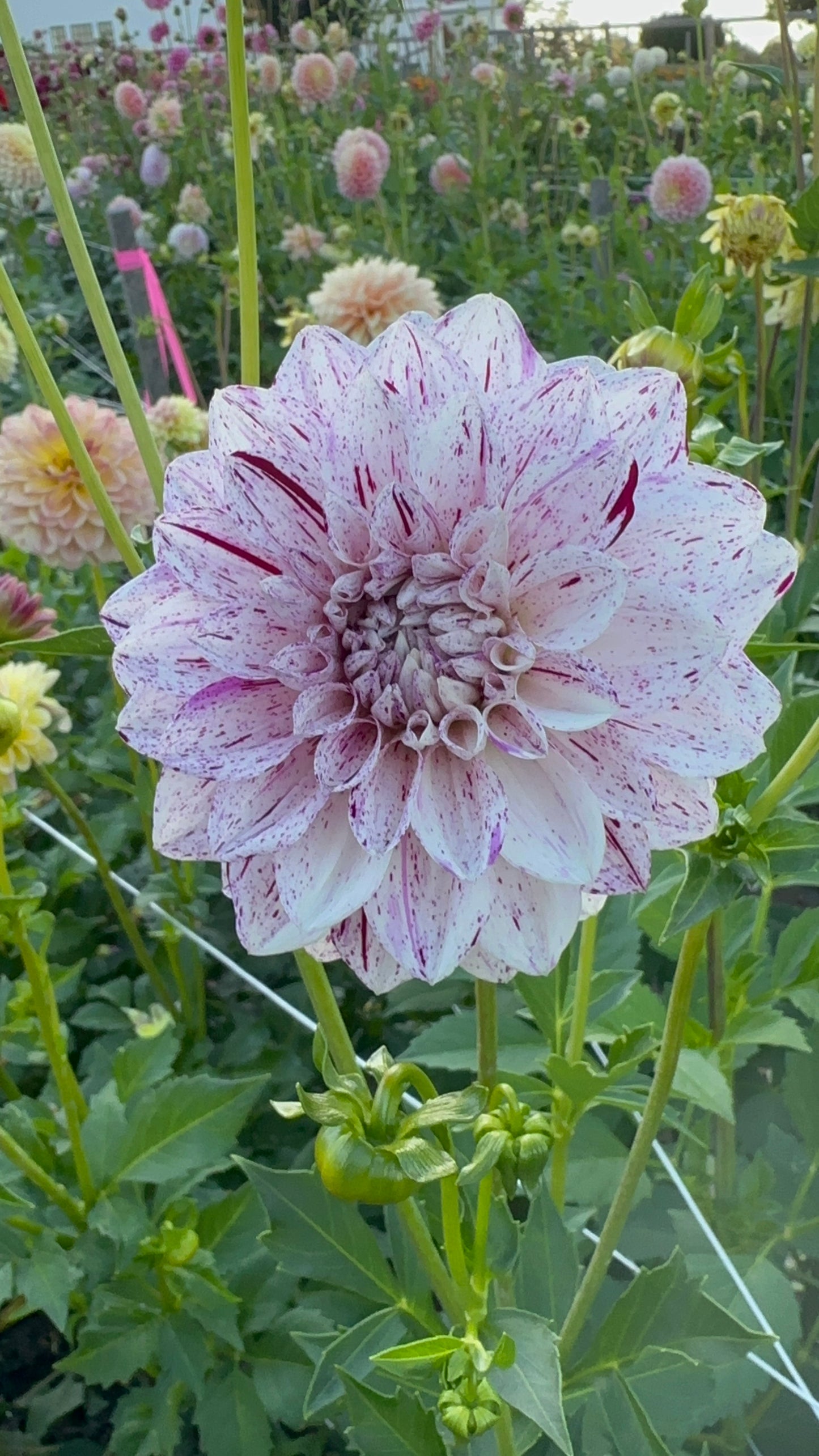 Connecticut Dancer Dahlia Tuber