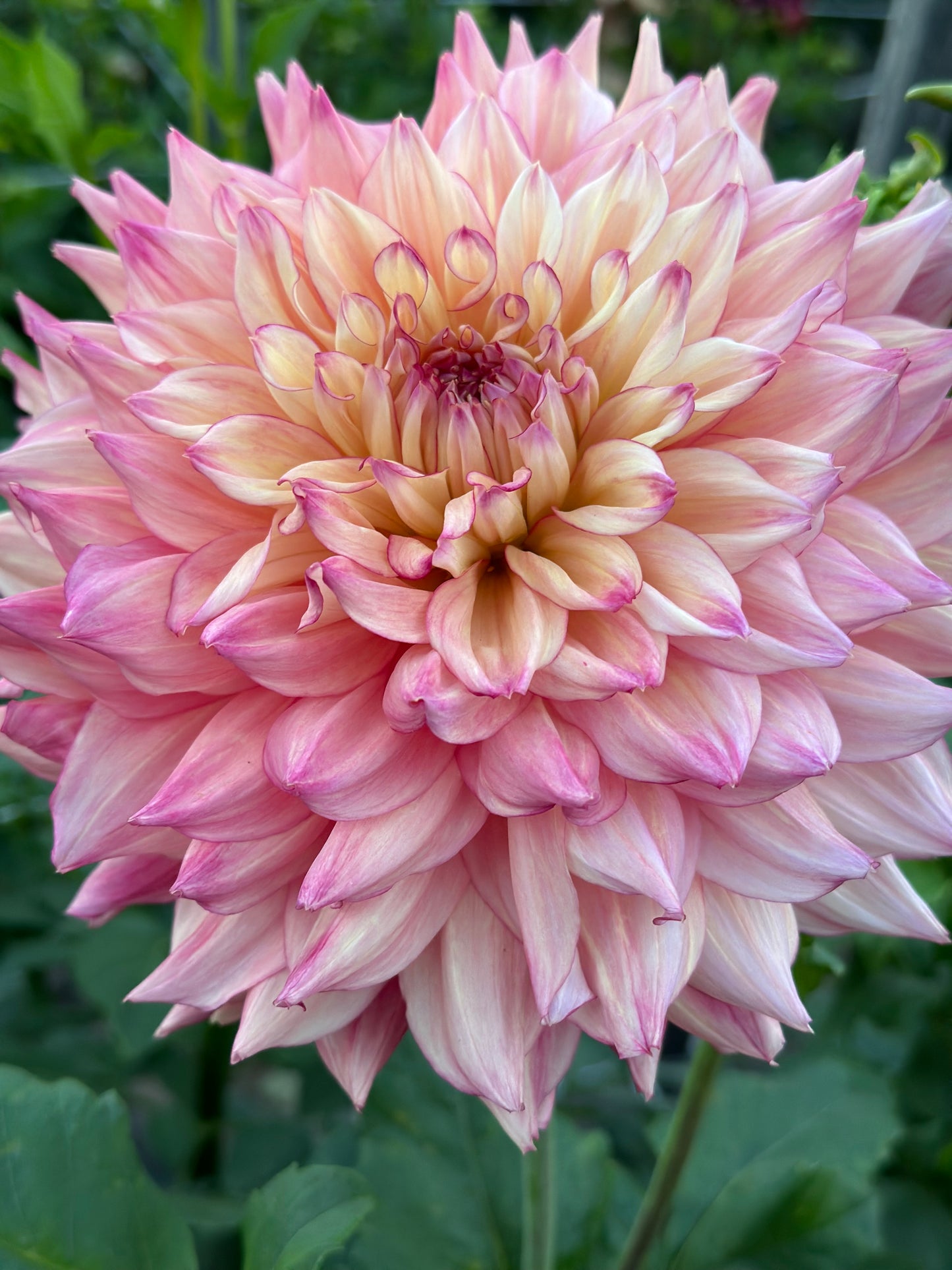 Bubbling Over Dahlia Tuber