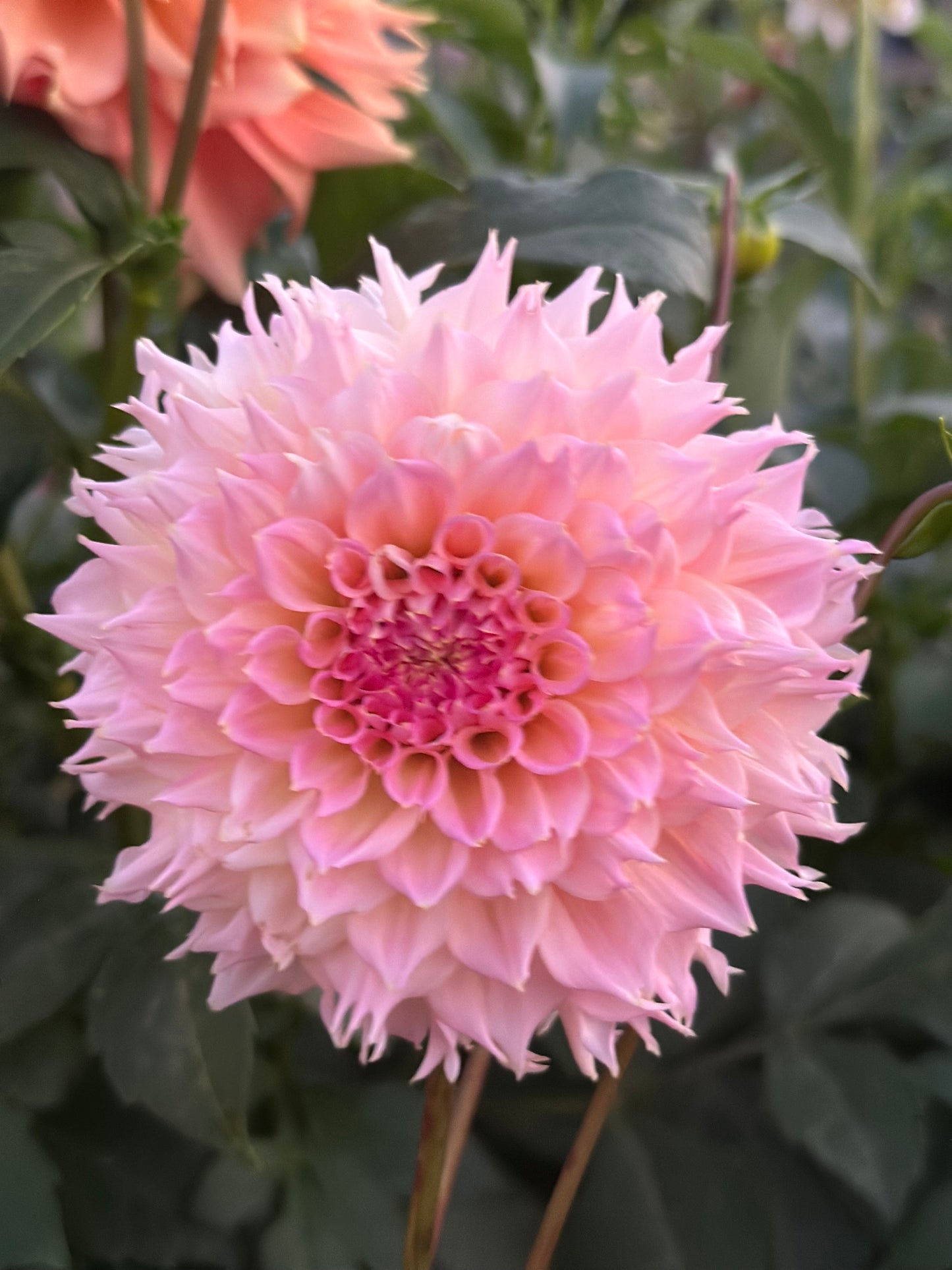 Lee's Pink Grapefruit Dahlia Tuber