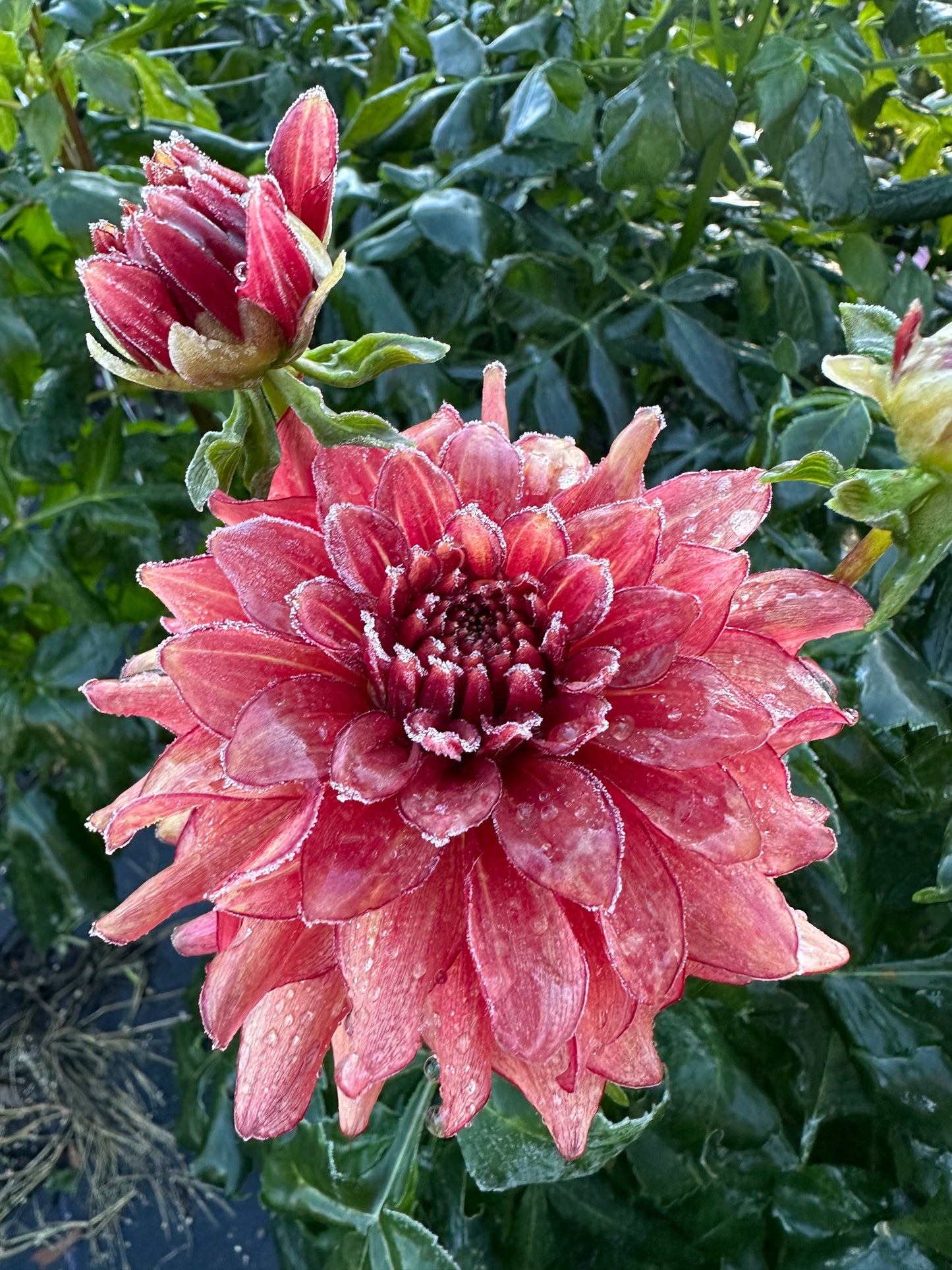 N-Force Dahlia Tuber