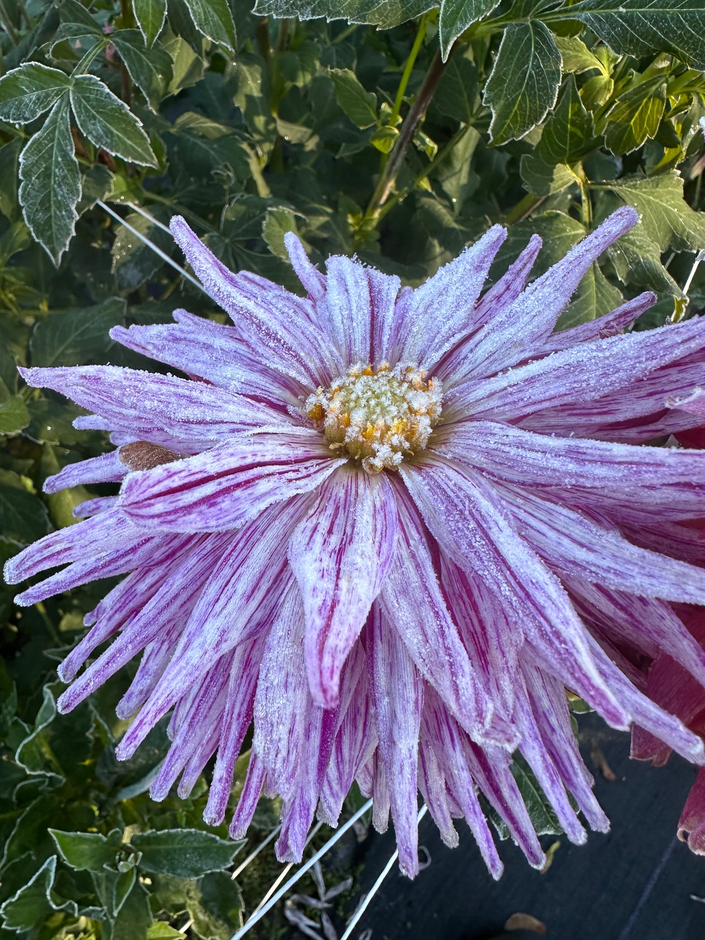 Hy Trio Dahlia Tuber