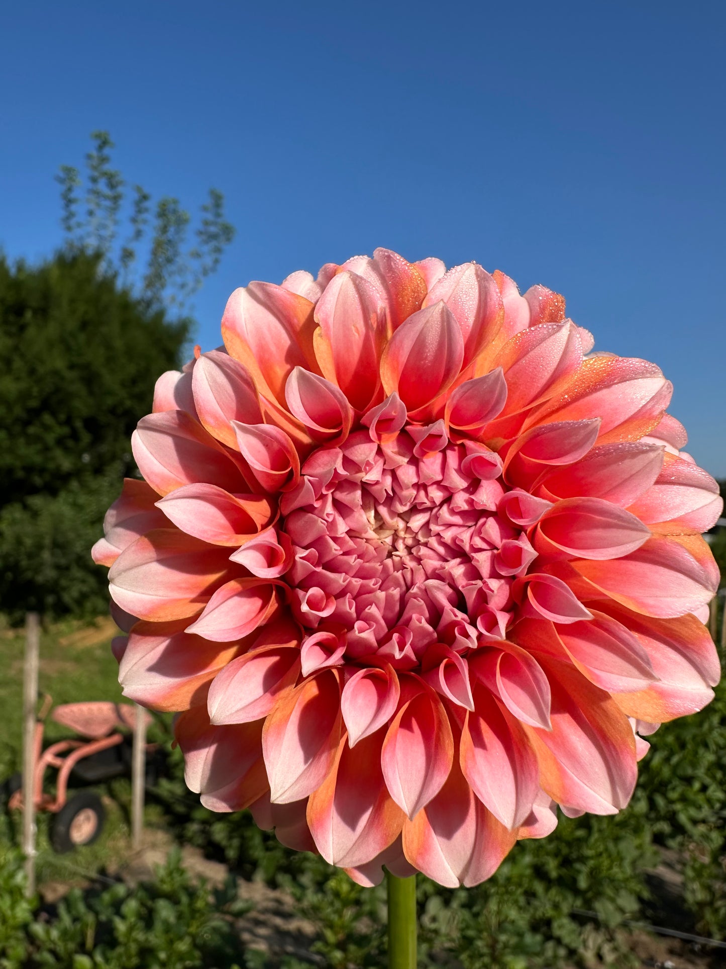 Peaches N Cream Dahlia Tuber