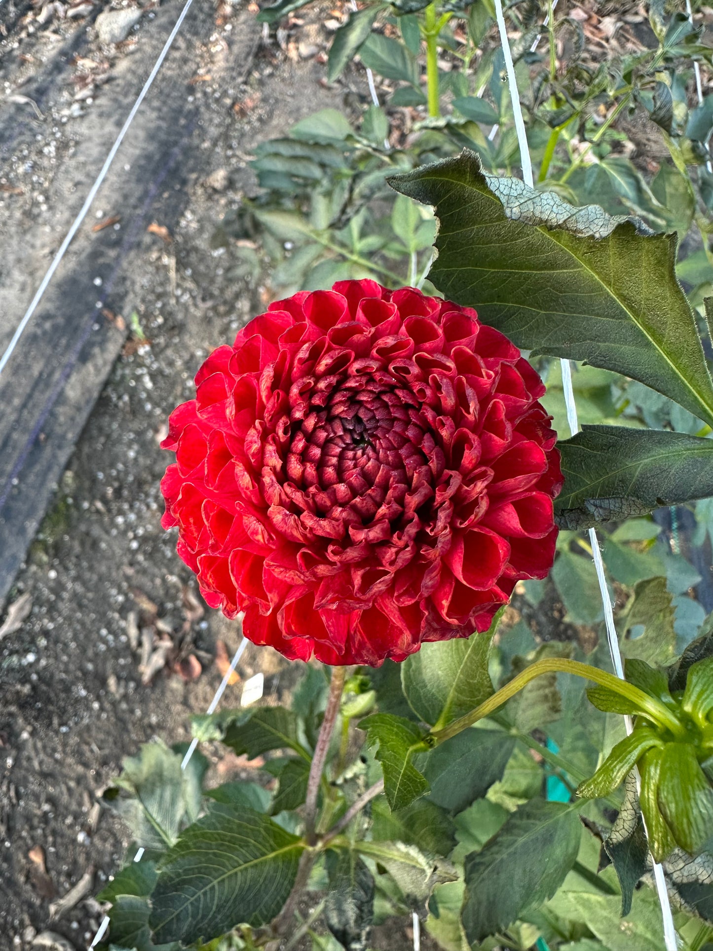 Barbarry Bingo Dahlia Tuber